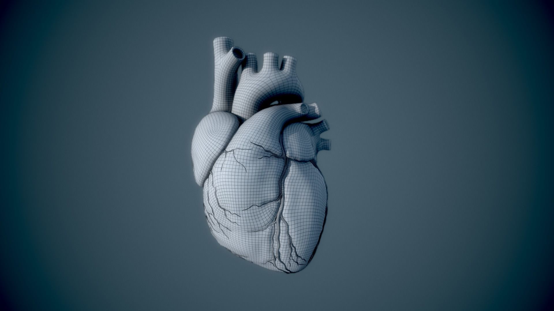 Human Heart - heartbeat animation Low-poly 3D model_20