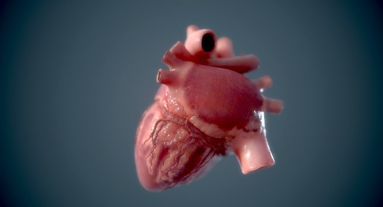 Human Heart - heartbeat animation Low-poly 3D model_8