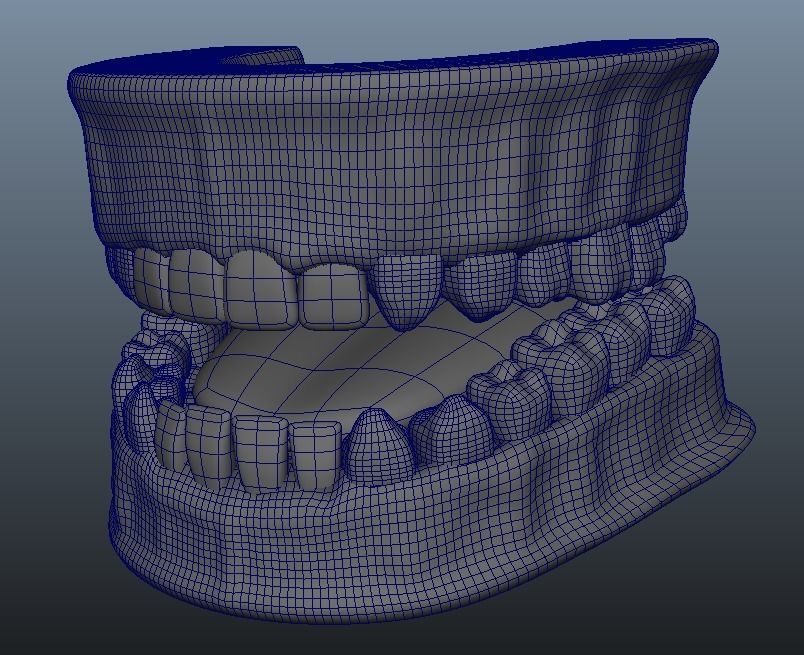 Human Jaw 3D model_1