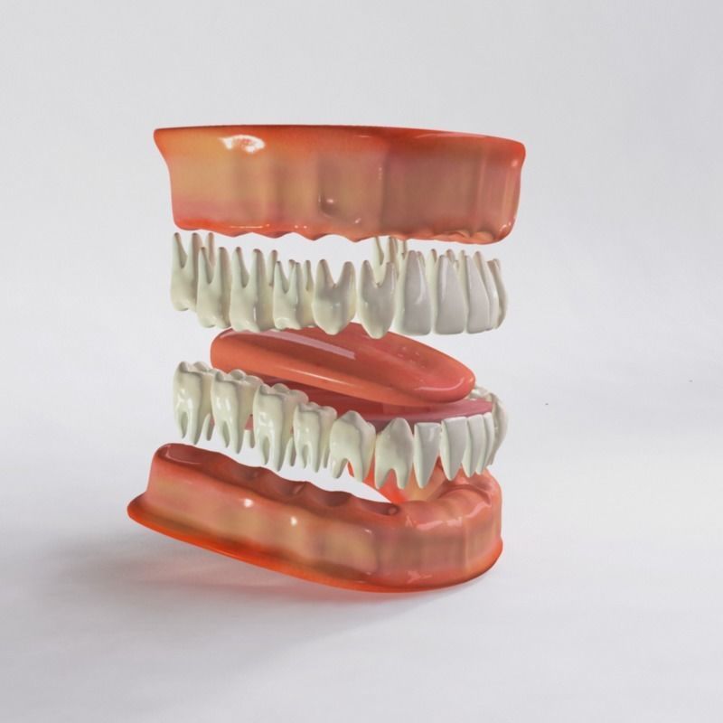 Human Jaw 3D model_4