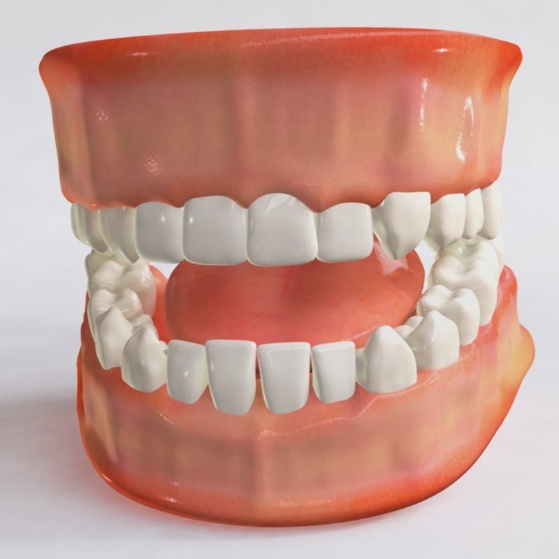 Human Jaw 3D model_2