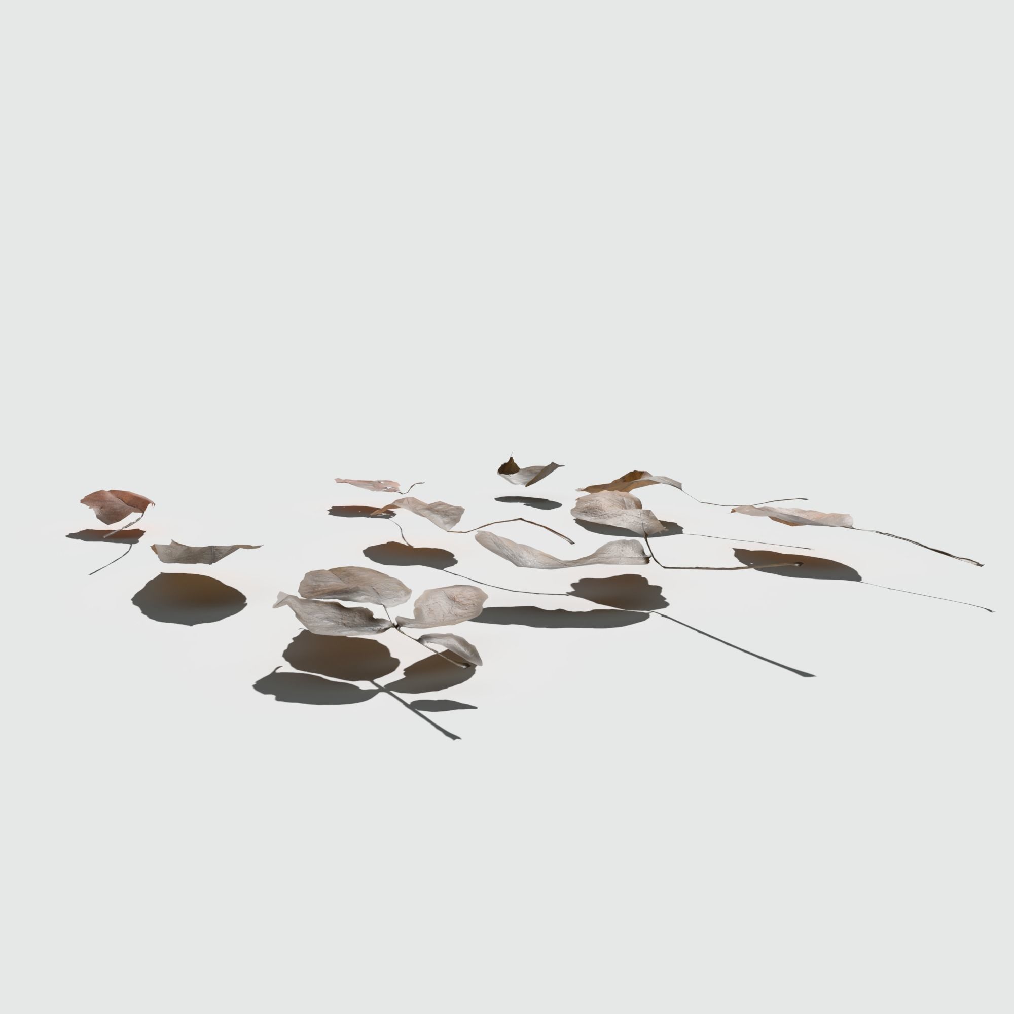 Dry Walnut Leaves Pack Low-poly 3D model_10