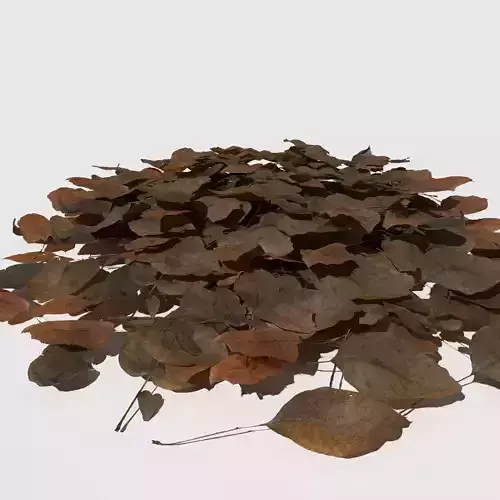 Dry Walnut Leaves Pack