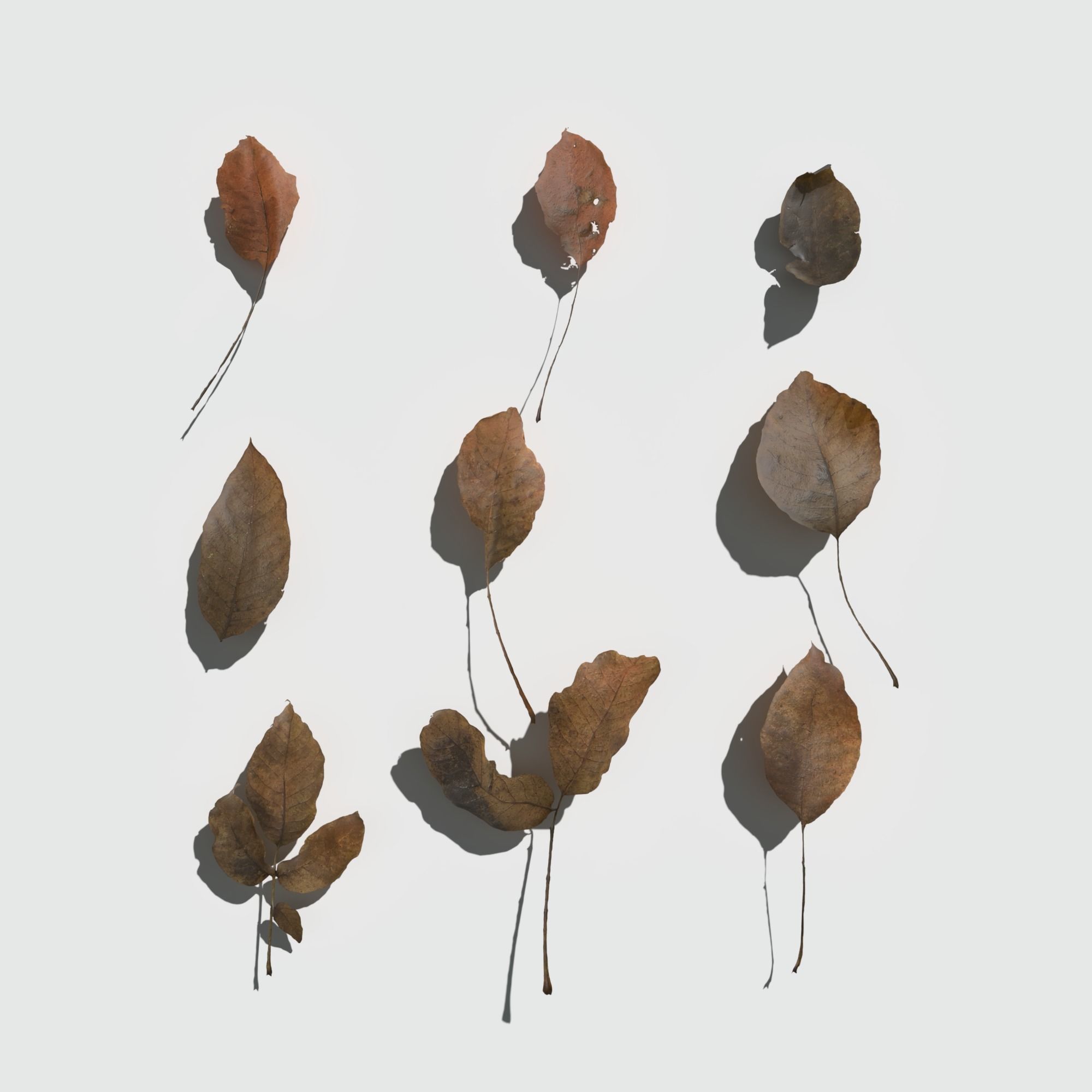 Dry Walnut Leaves Pack Low-poly 3D model_8