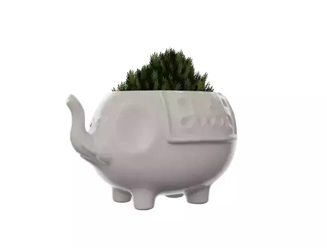 Elephant Vase Plant 