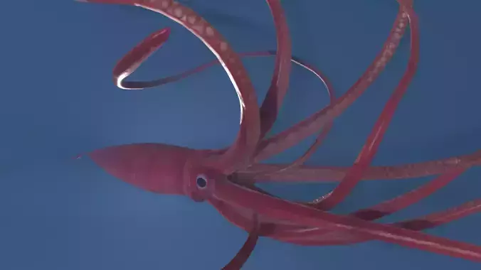 Rigged Giant Squid Low-poly 3D model
