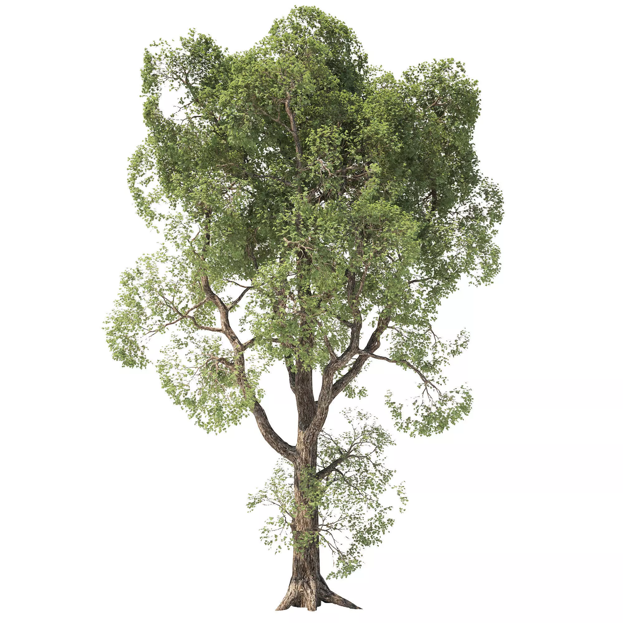 Tree Oak 3D model_0