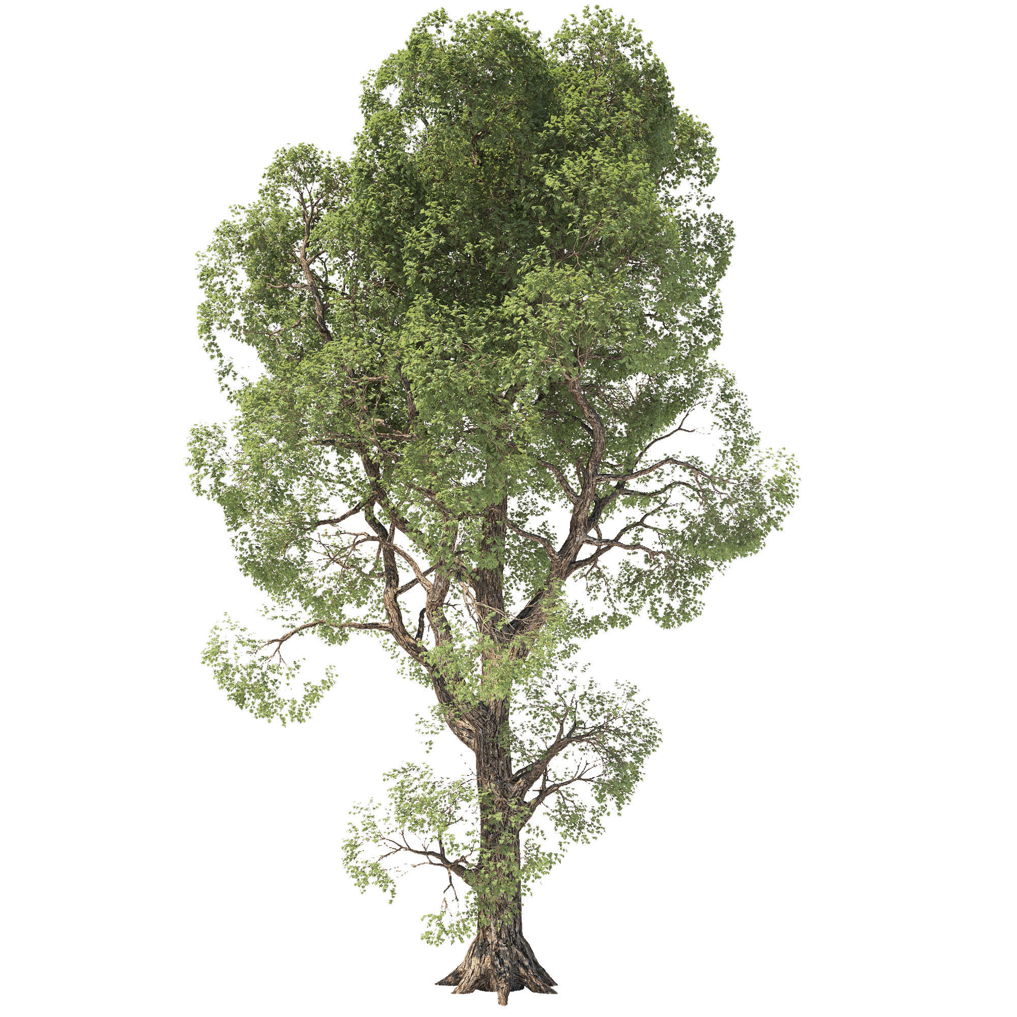 Tree Oak 3D model_1