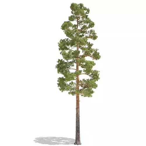 Pine Low Poly tree