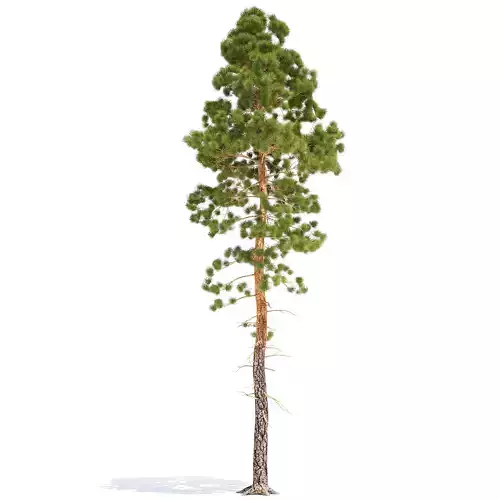 Pine 2 Low Poly tree