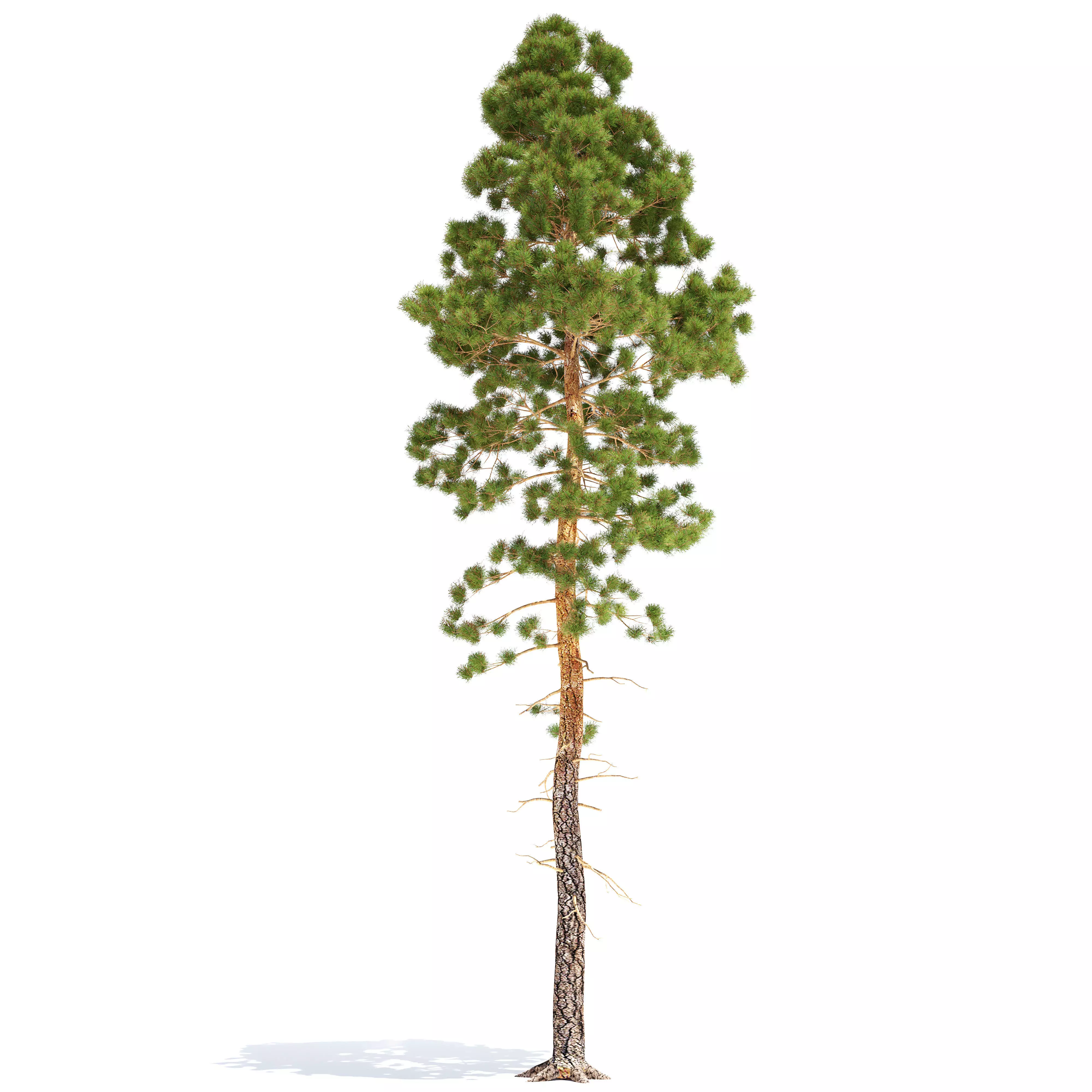 Pine 2 Low Poly tree 3D model