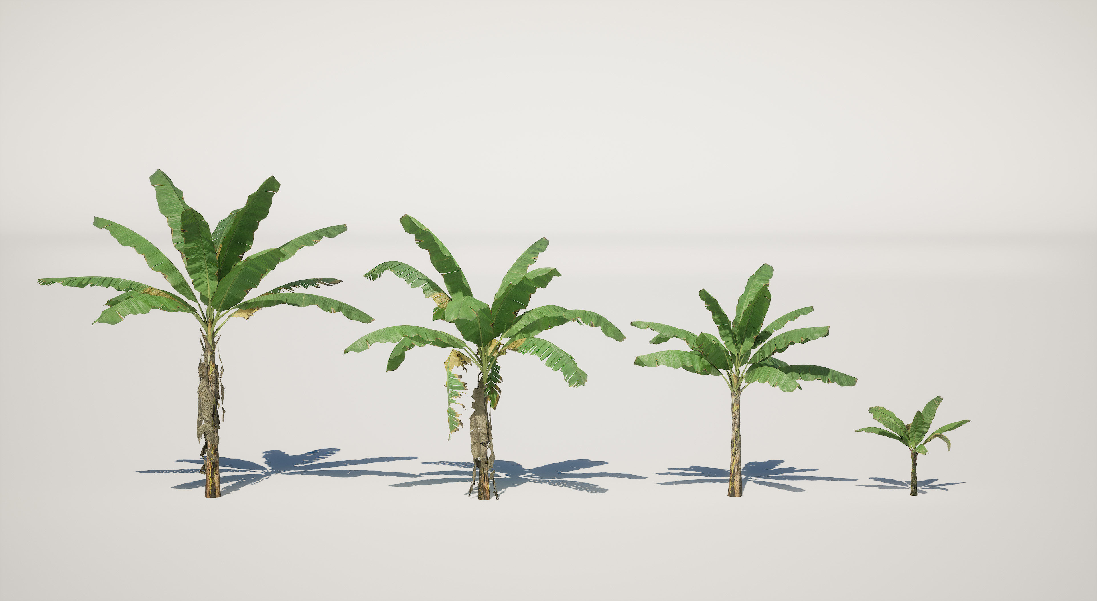 Banana Plant Tree Low-poly 3D model_4