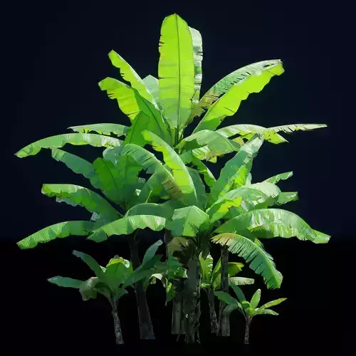 Banana Plant Tree Low-poly 3D model