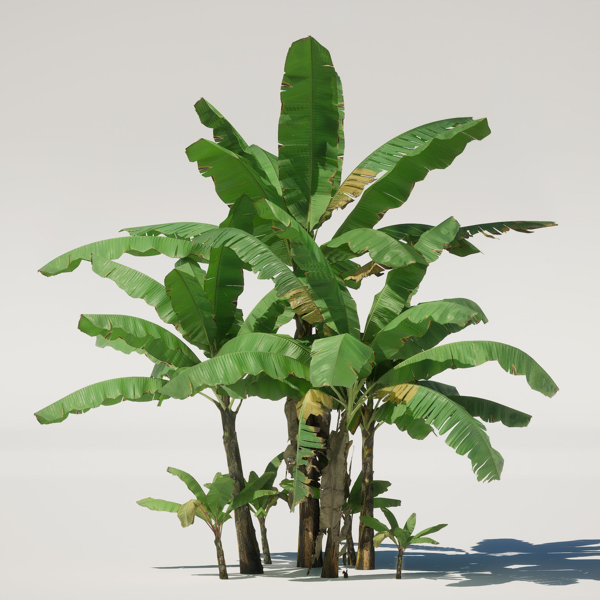 Banana Plant Tree Low-poly 3D model_6