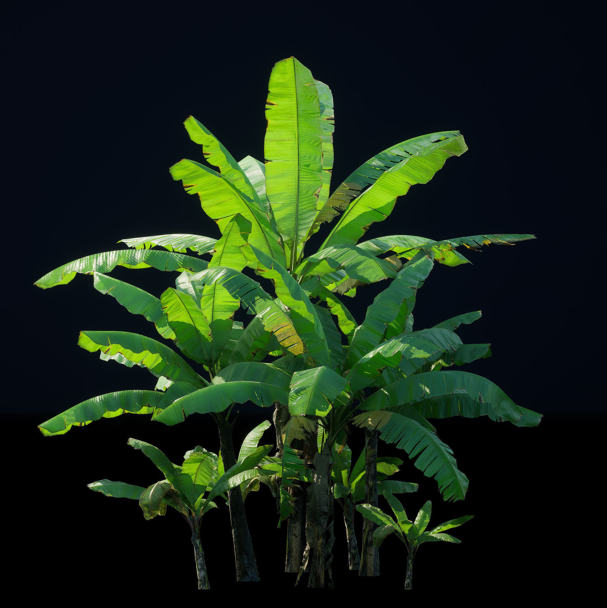 Banana Plant Tree Low-poly 3D model_8