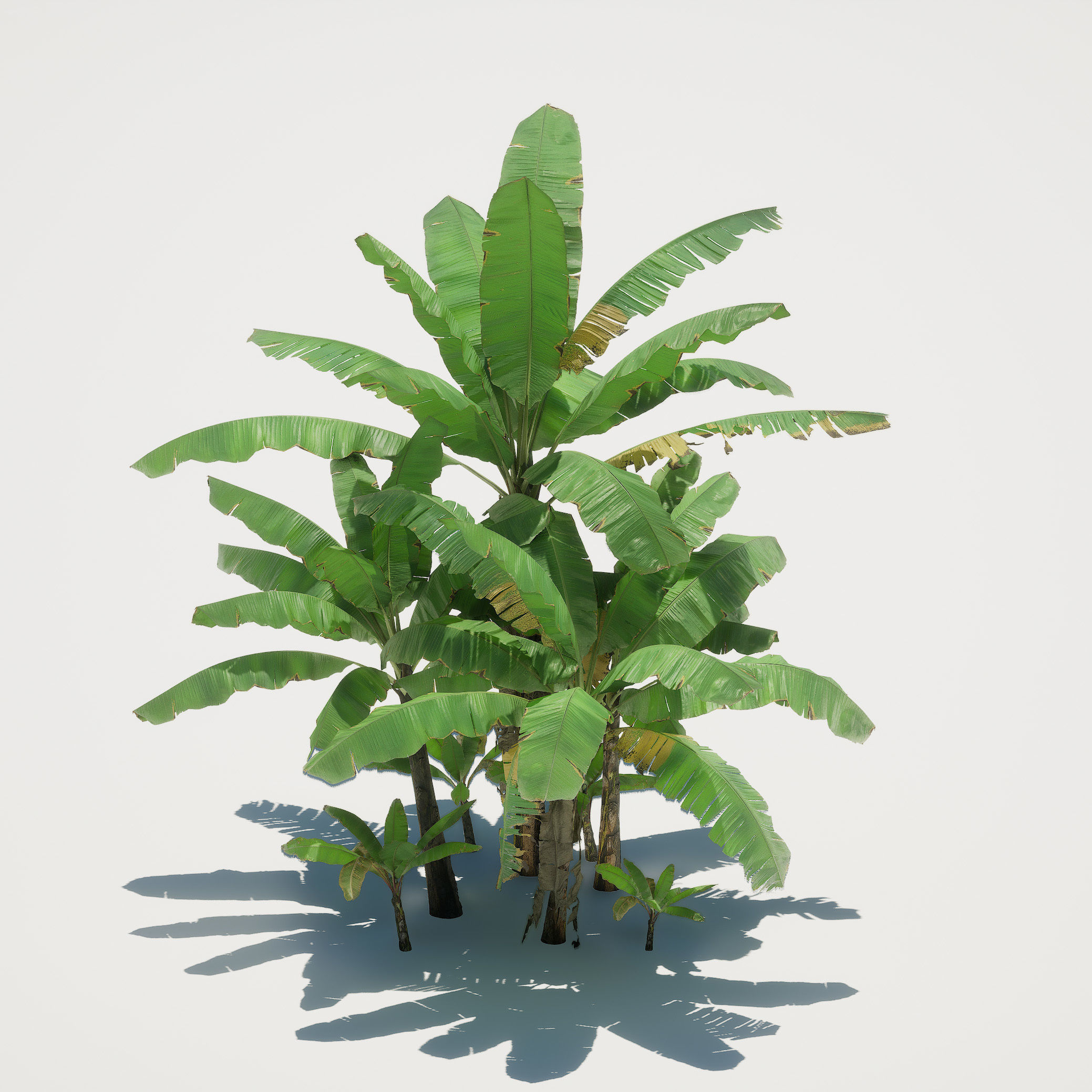 Banana Plant Tree Low-poly 3D model_3
