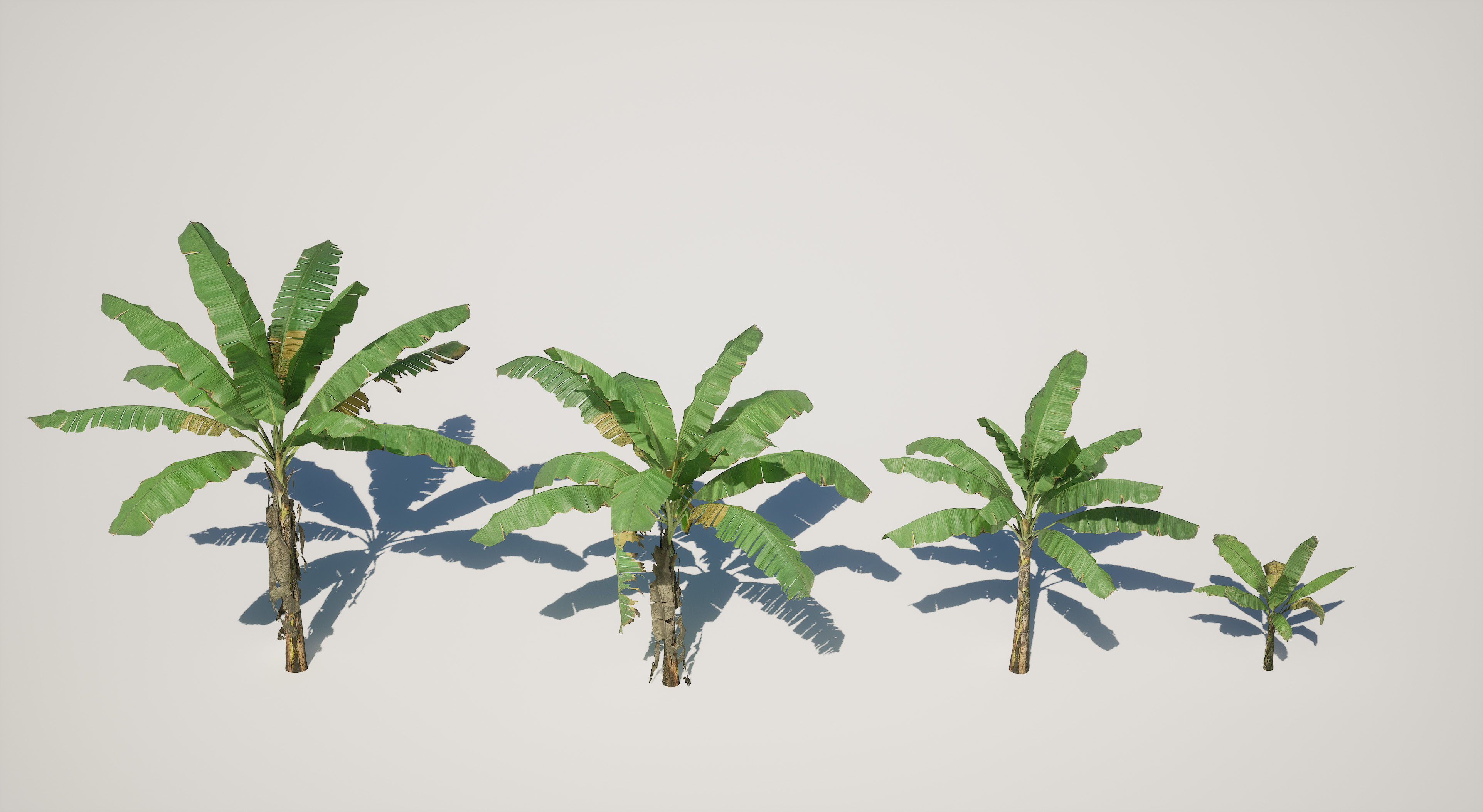 Banana Plant Tree Low-poly 3D model_7