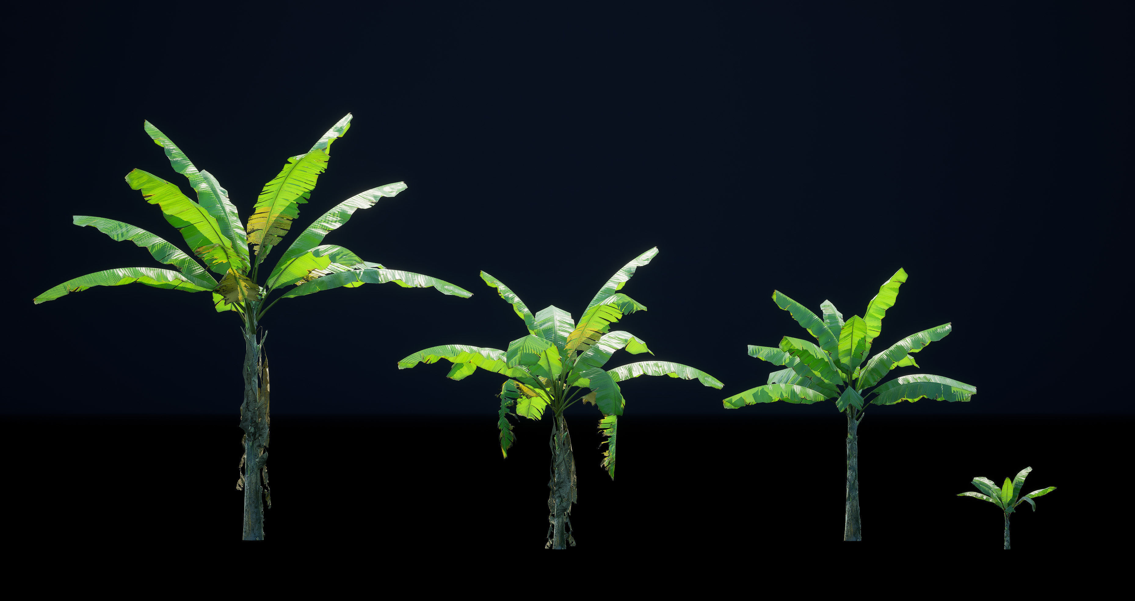 Banana Plant Tree Low-poly 3D model_1