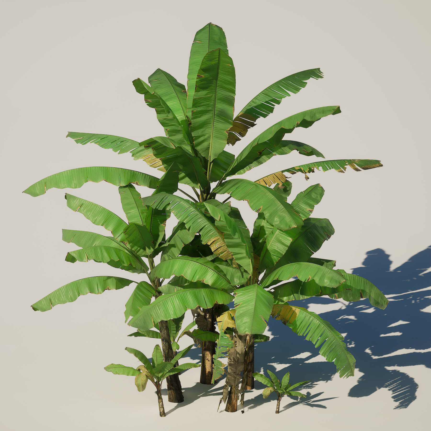 Banana Plant Tree Low-poly 3D model_5