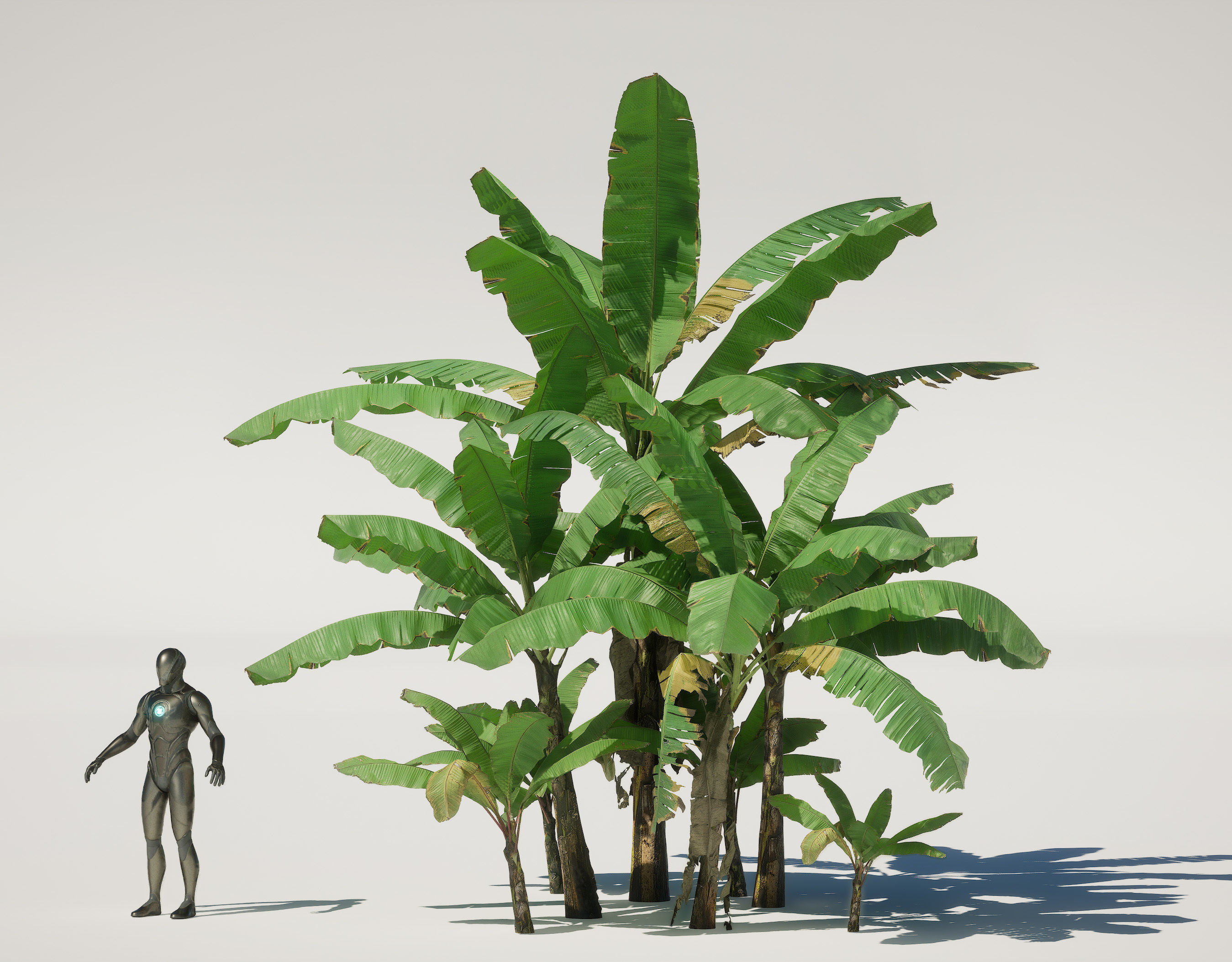 Banana Plant Tree Low-poly 3D model_2