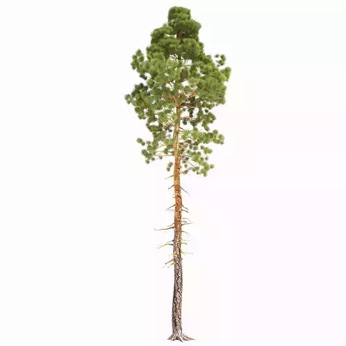 Pine Low Poly 4 tree