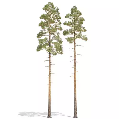 Pine Low Poly 5 two trees