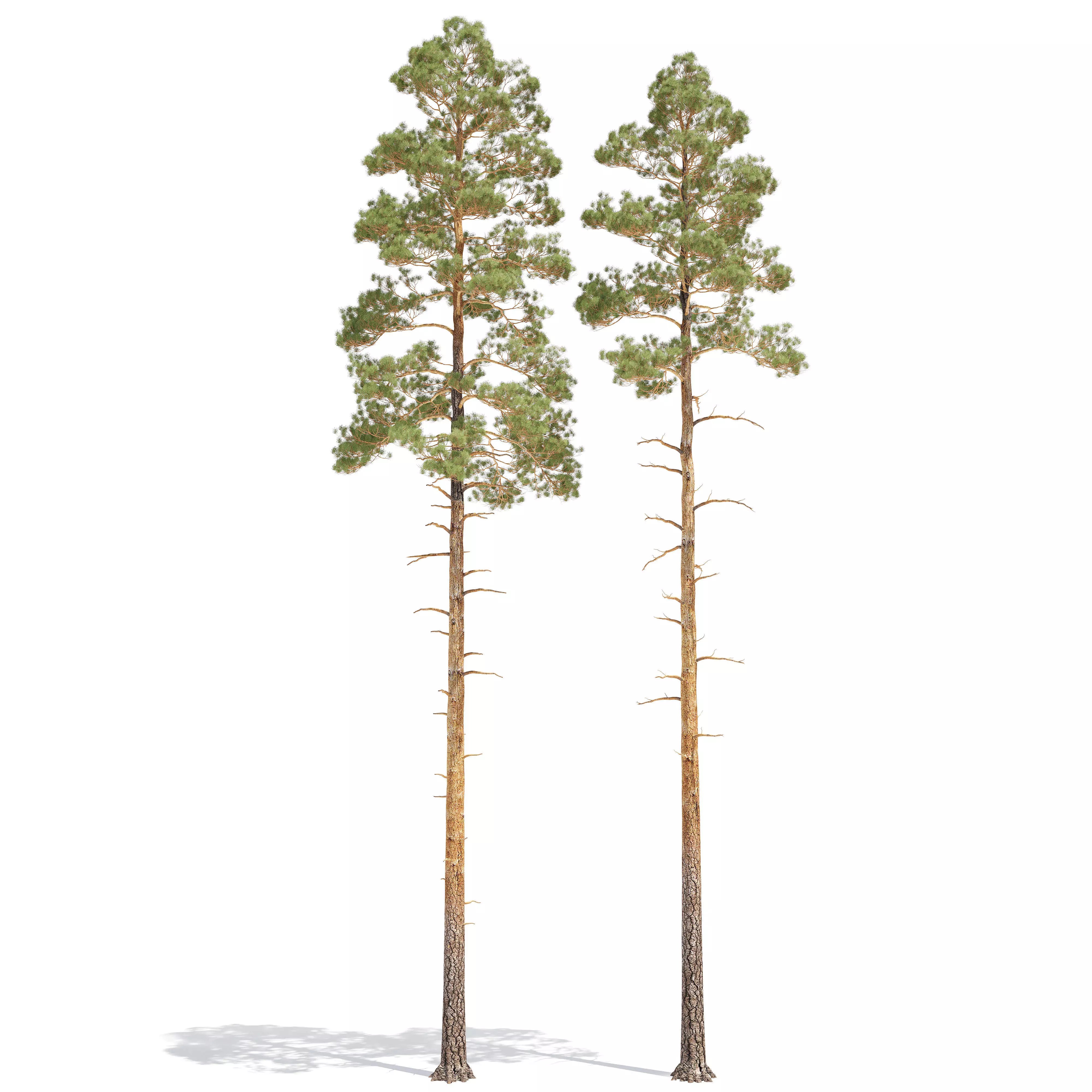 Pine Low Poly 5 two trees 3D model_0