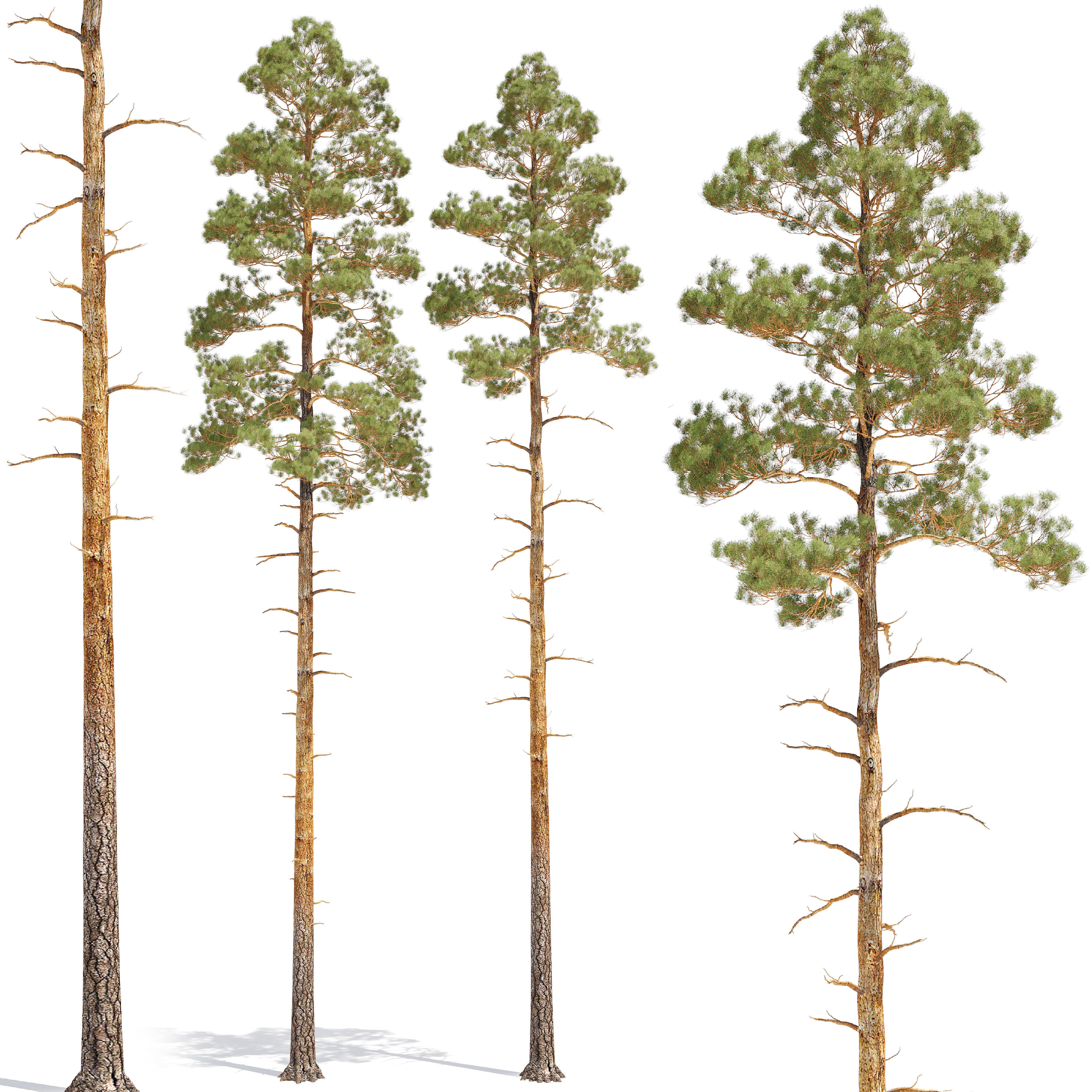 Pine Low Poly 5 two trees 3D model_1
