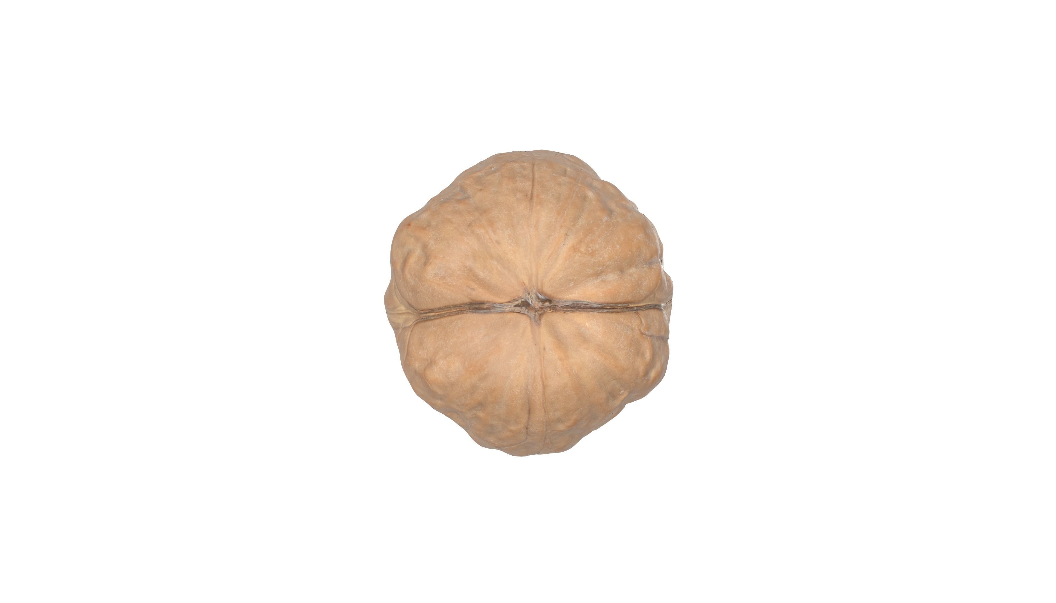 Photorealistic Walnut 3D Model Photoscan 3D model_7