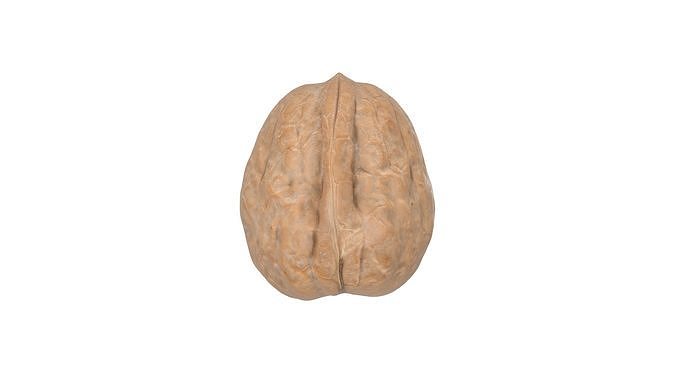 Photorealistic Walnut 3D Model Photoscan 3D model 6
