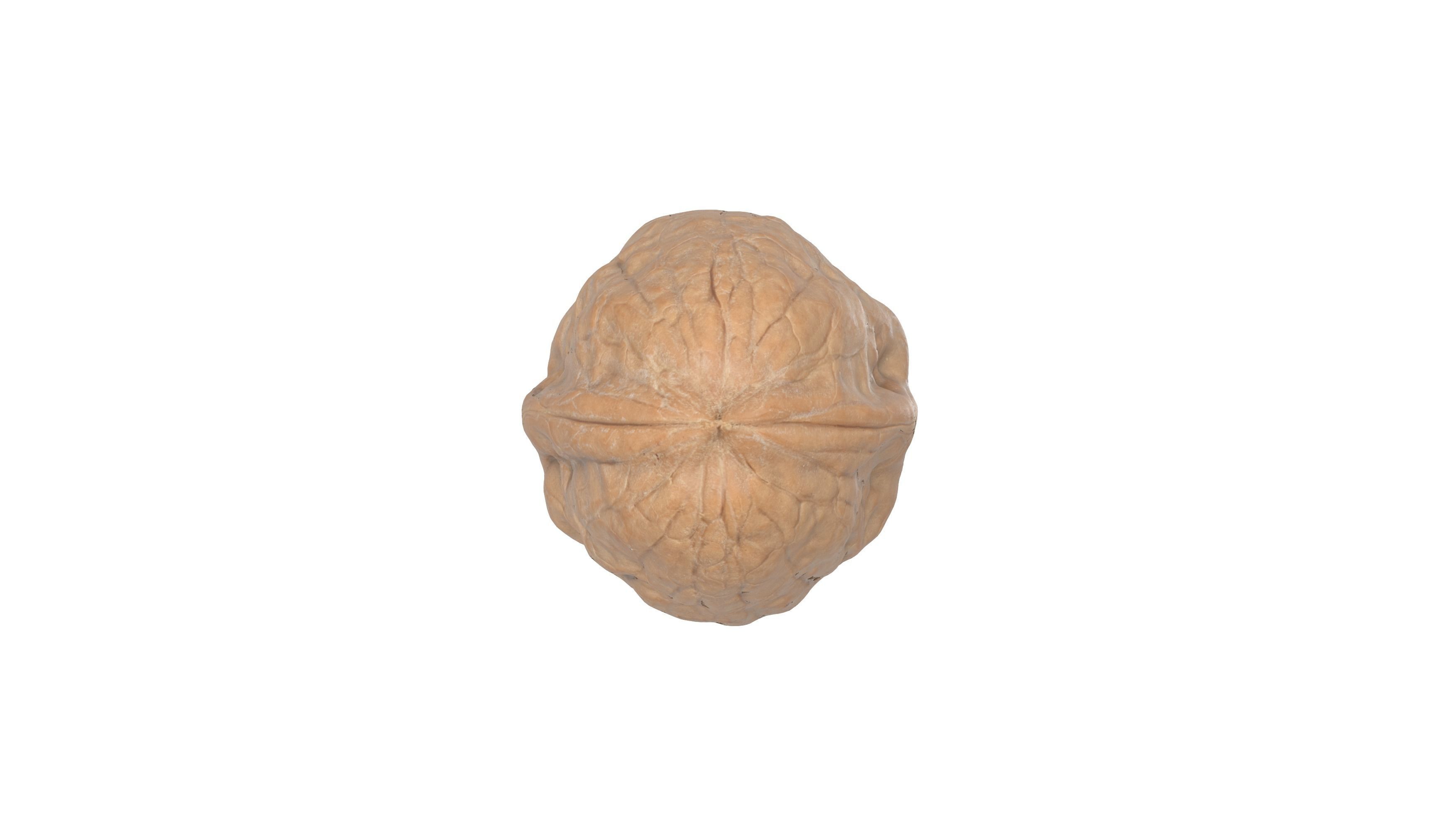 Photorealistic Walnut 3D Model Photoscan 3D model_6