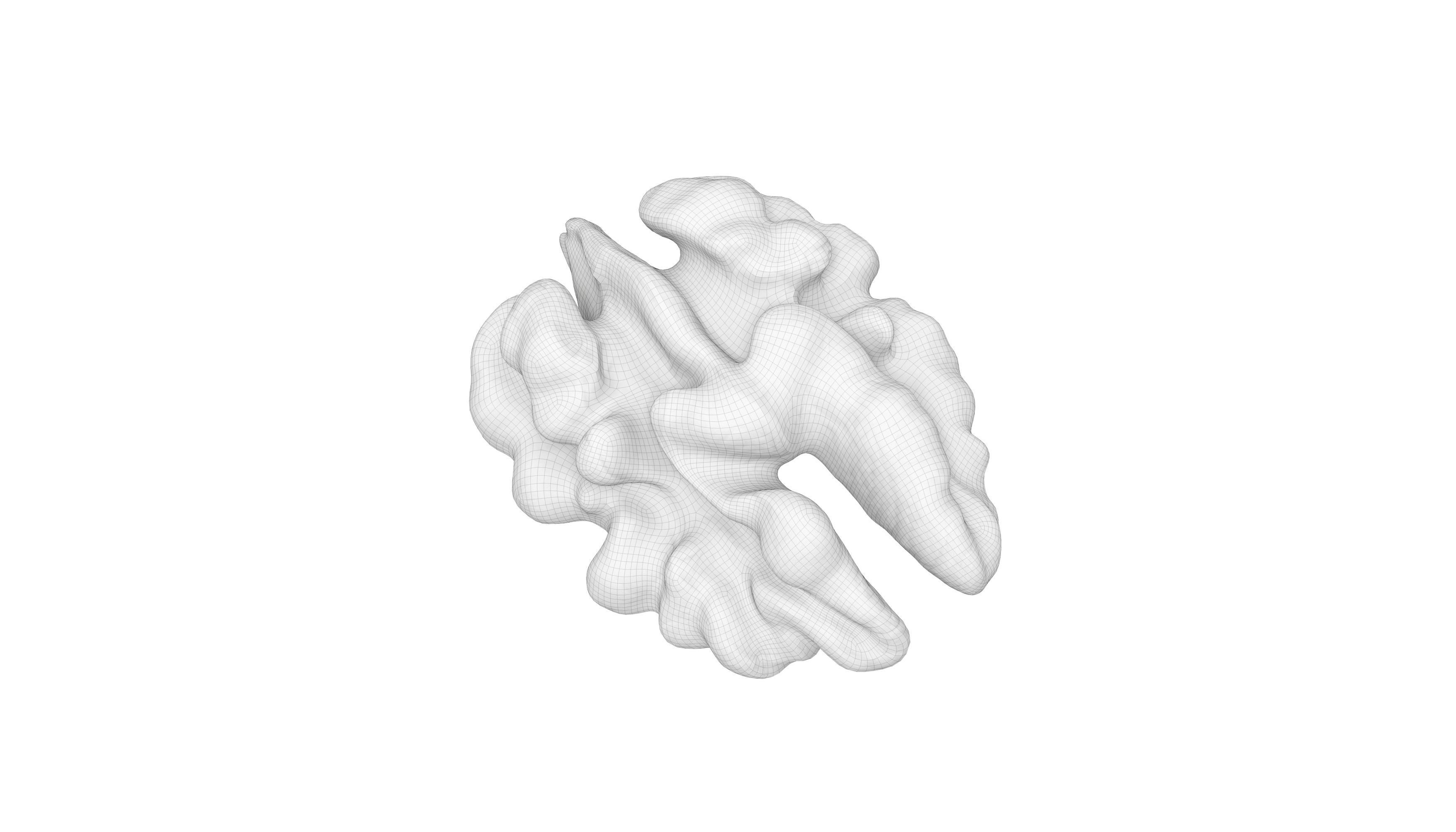 Photorealistic Walnut 3D Model Photoscan 3D model_14