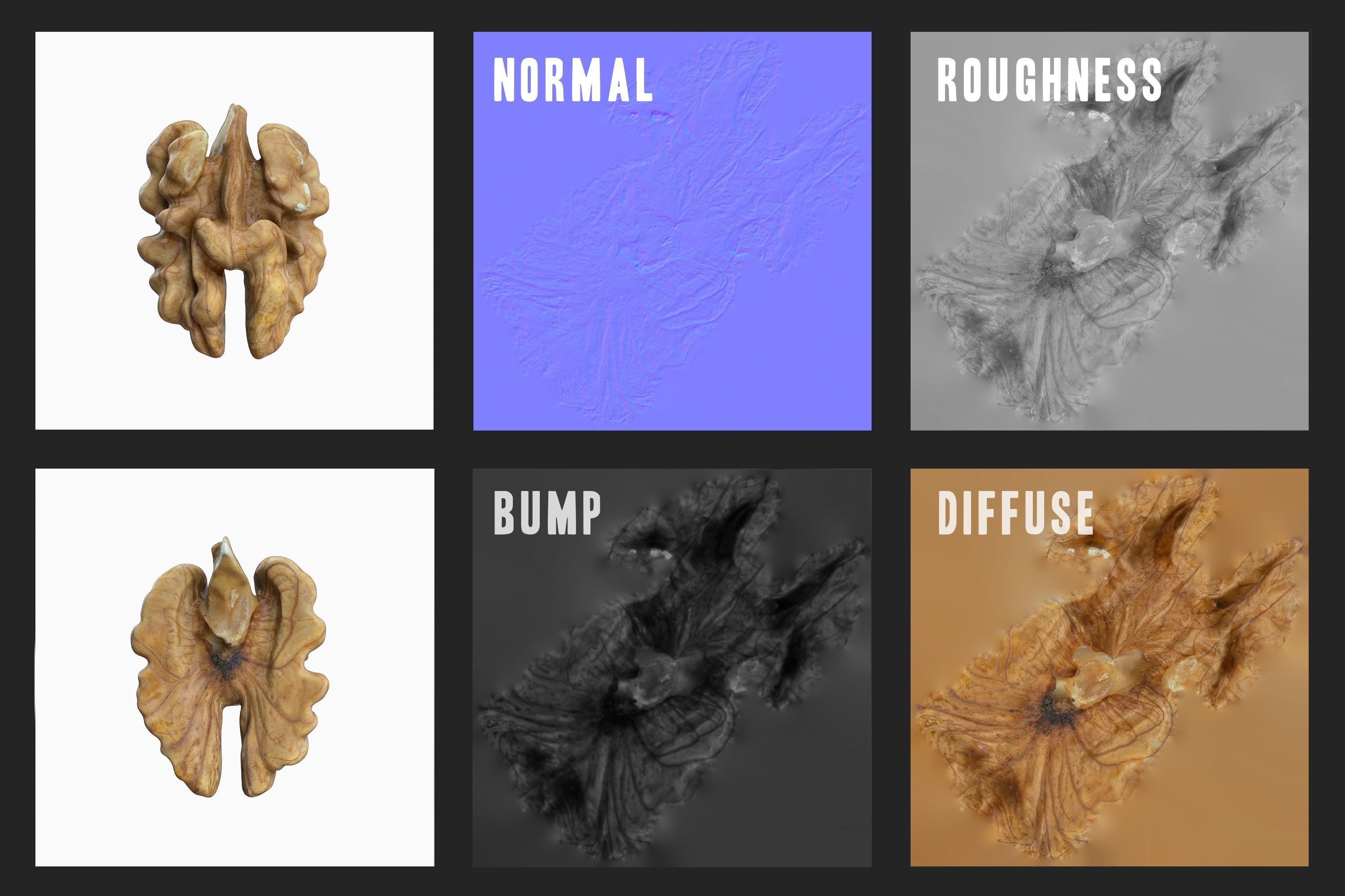 Photorealistic Walnut 3D Model Photoscan 3D model_15