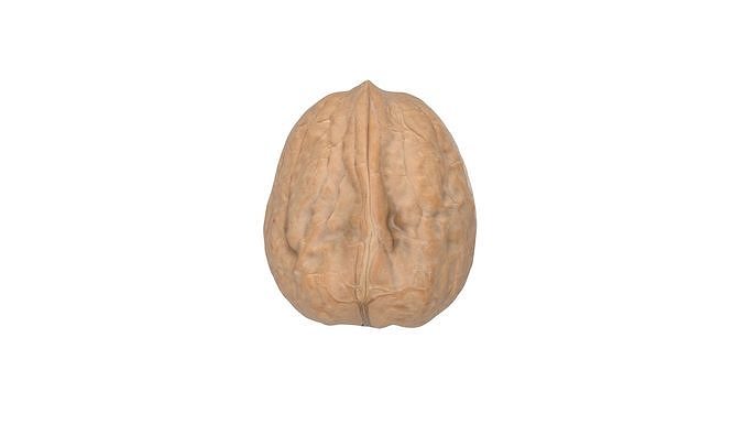 Photorealistic Walnut 3D Model Photoscan 3D model 4