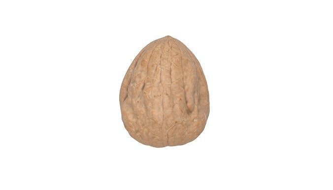Photorealistic Walnut 3D Model Photoscan 3D model 3