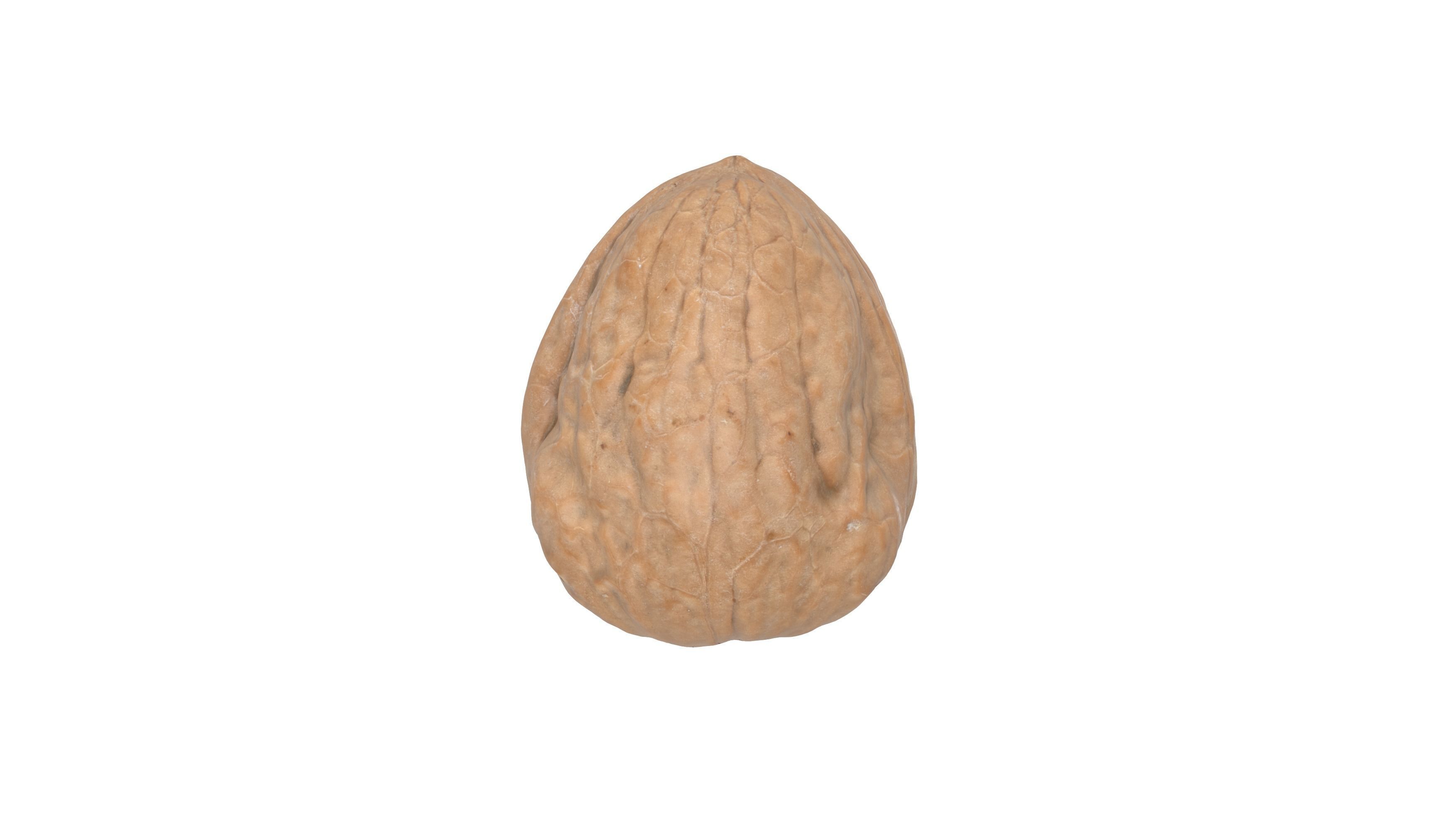 Photorealistic Walnut 3D Model Photoscan 3D model_2