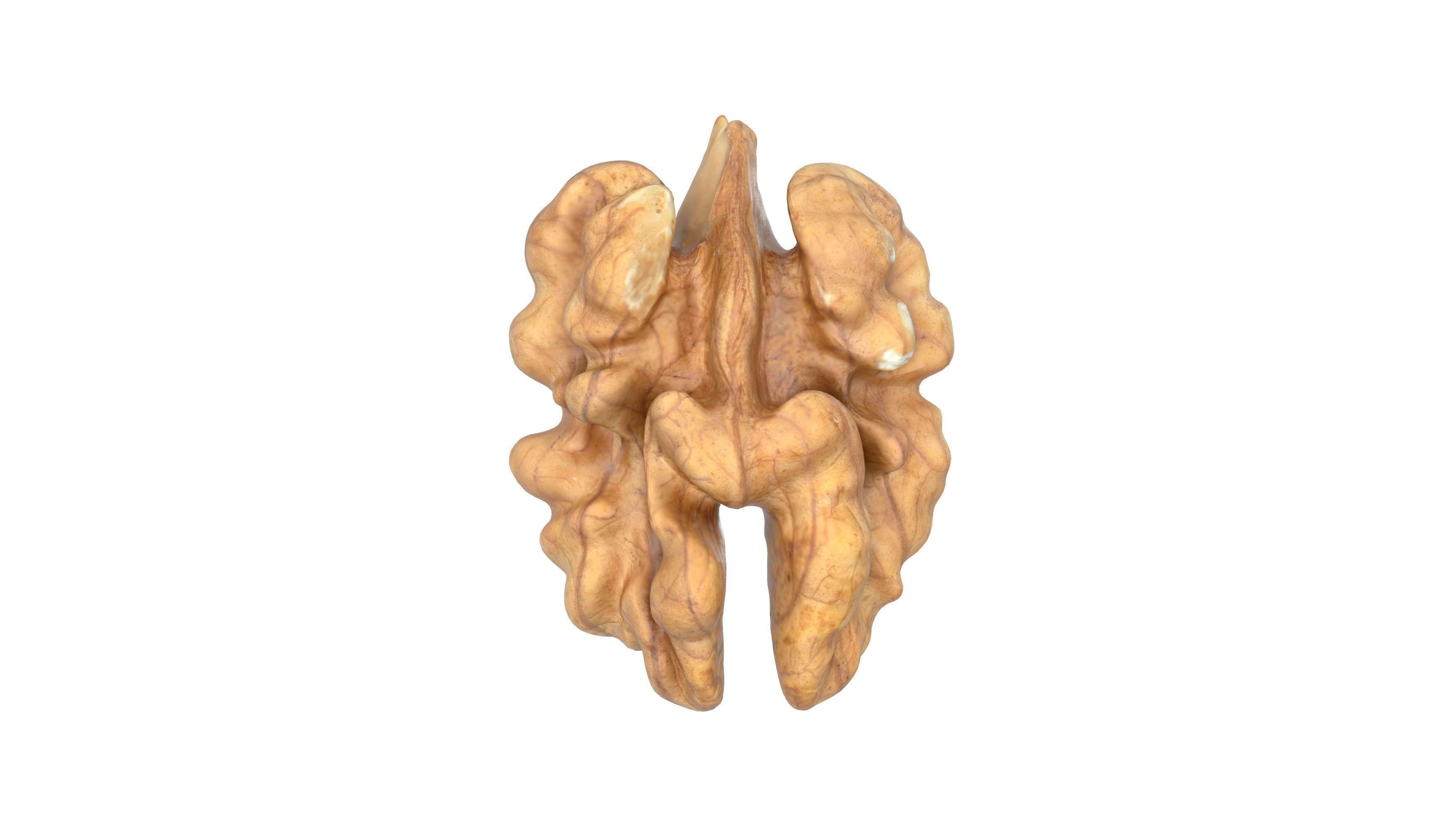 Photorealistic Walnut 3D Model Photoscan 3D model_10