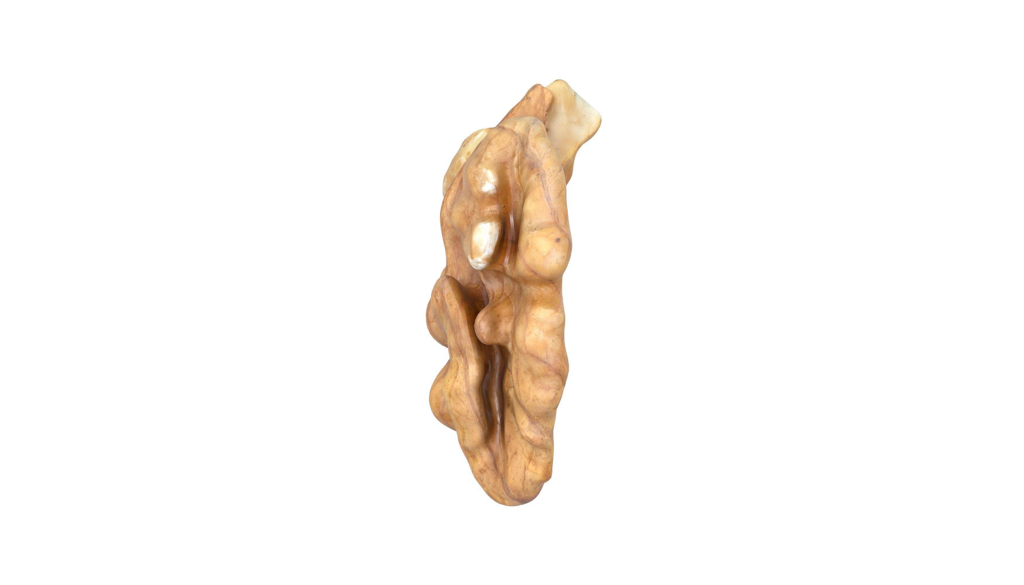 Photorealistic Walnut 3D Model Photoscan 3D model_9