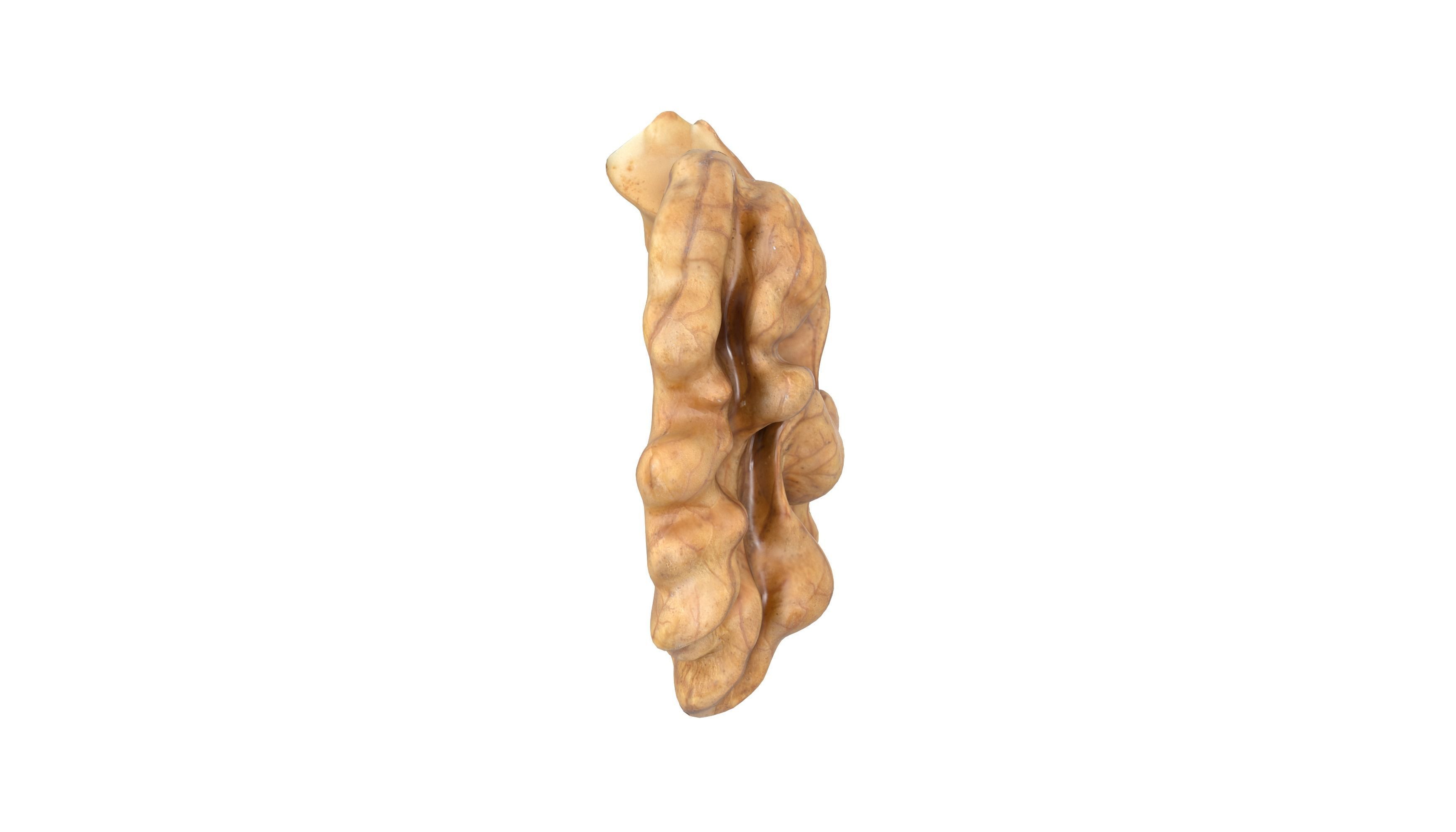 Photorealistic Walnut 3D Model Photoscan 3D model_12