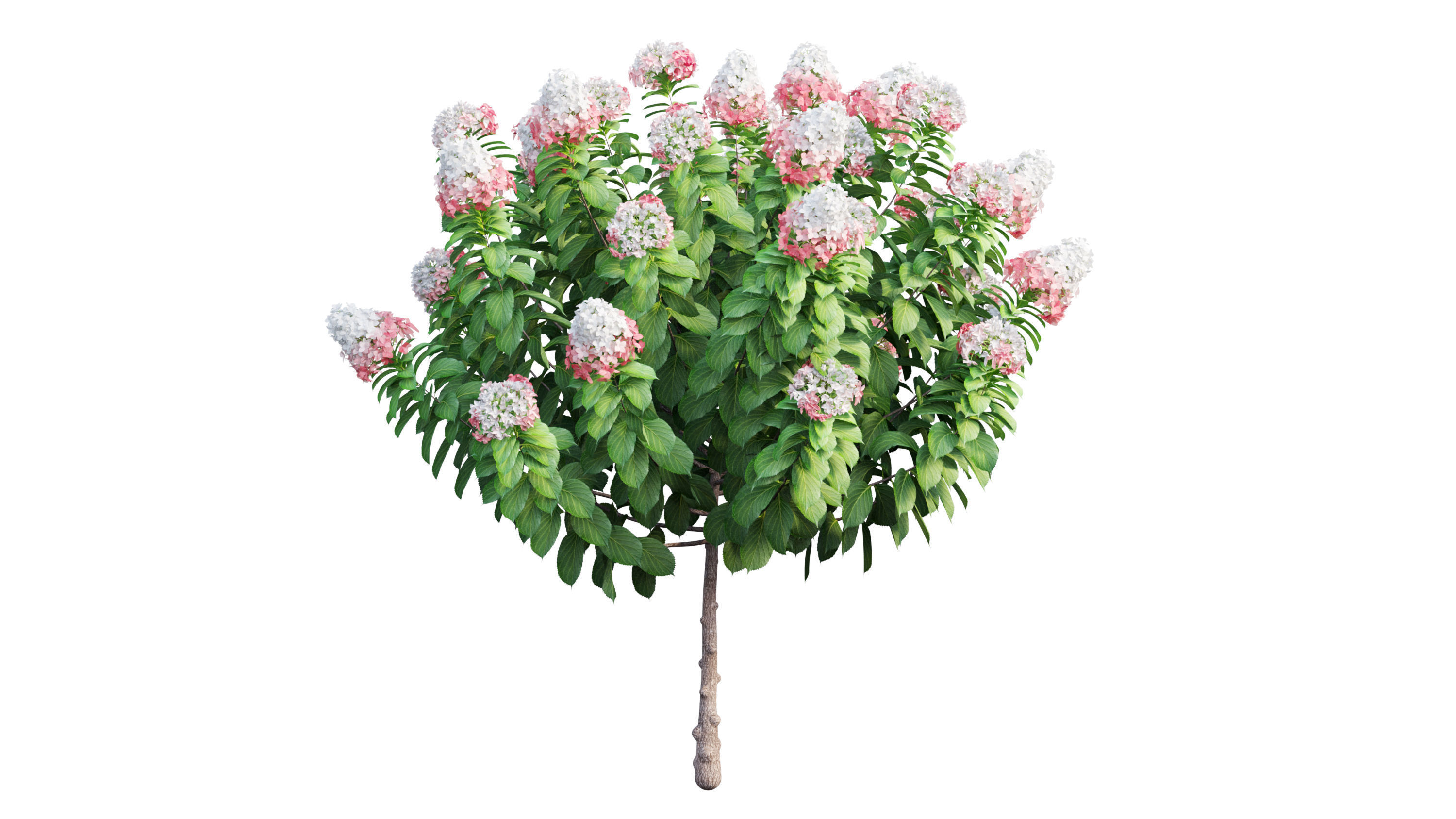 Plants Hydrangea set 11  3D model_10