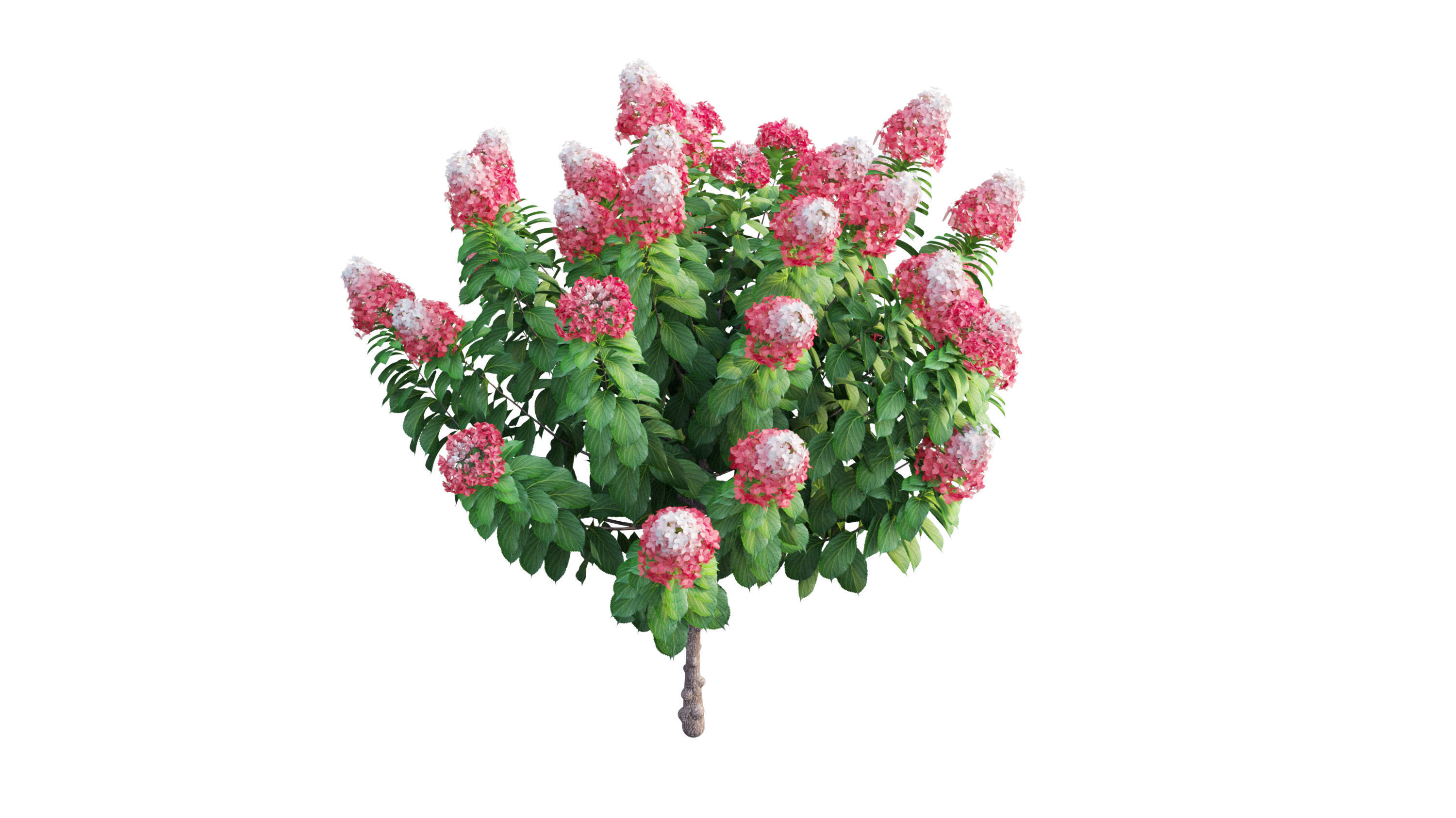 Plants Hydrangea set 11  3D model_9