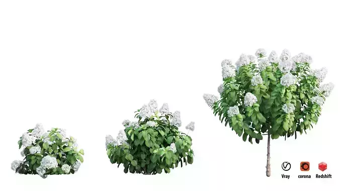 Plants Hydrangea set 11 