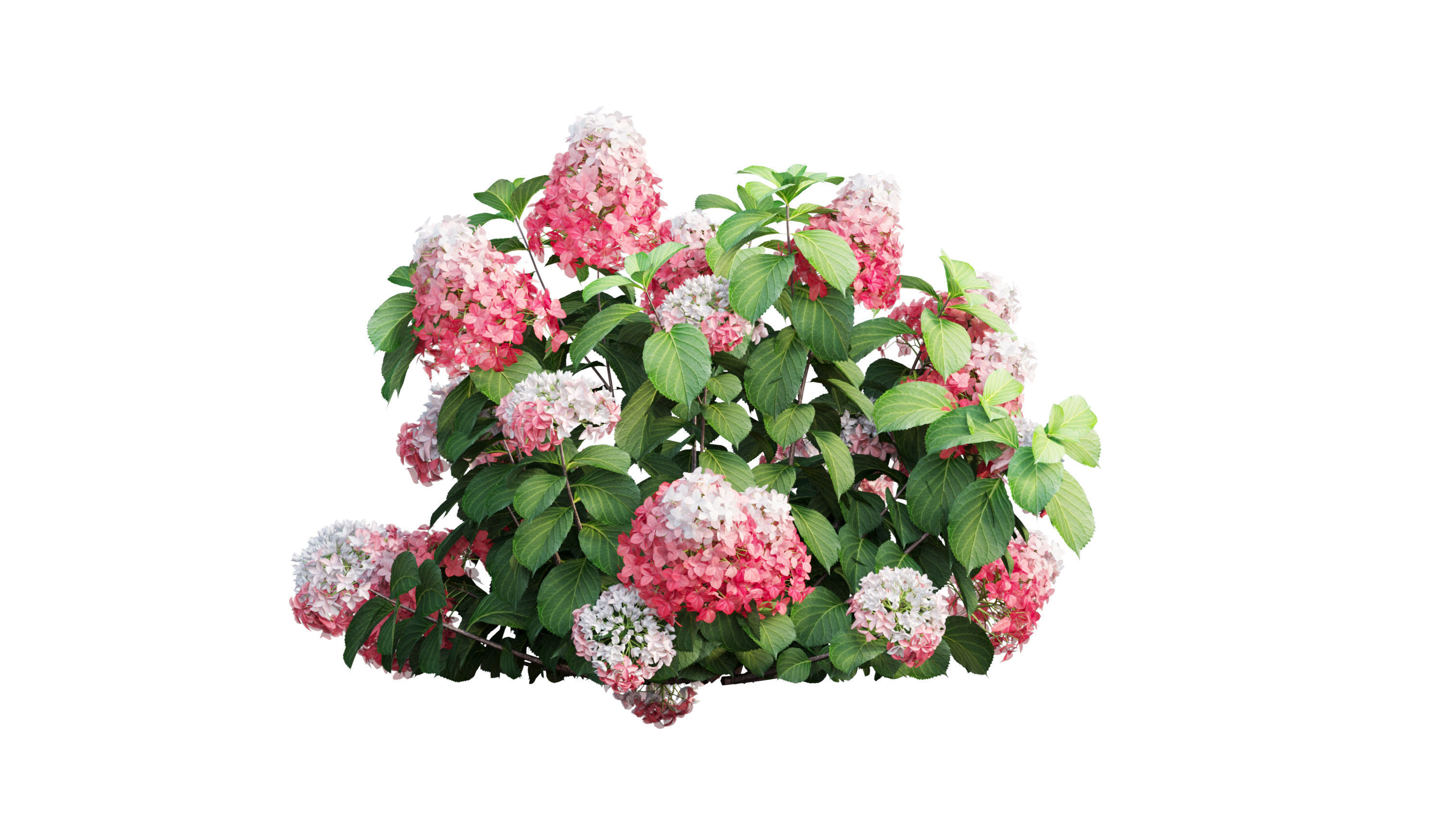 Plants Hydrangea set 11  3D model_19