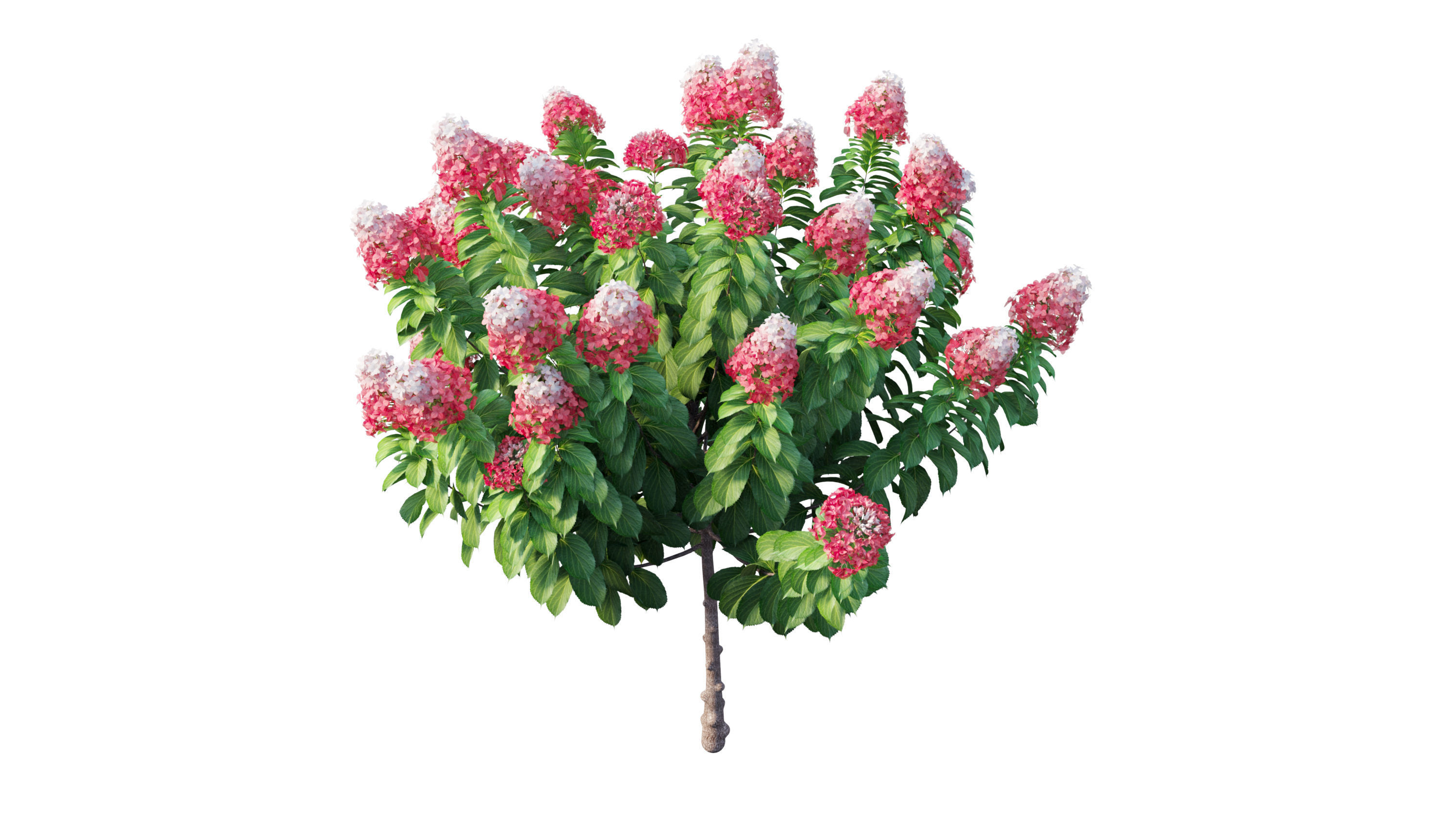 Plants Hydrangea set 11  3D model_15