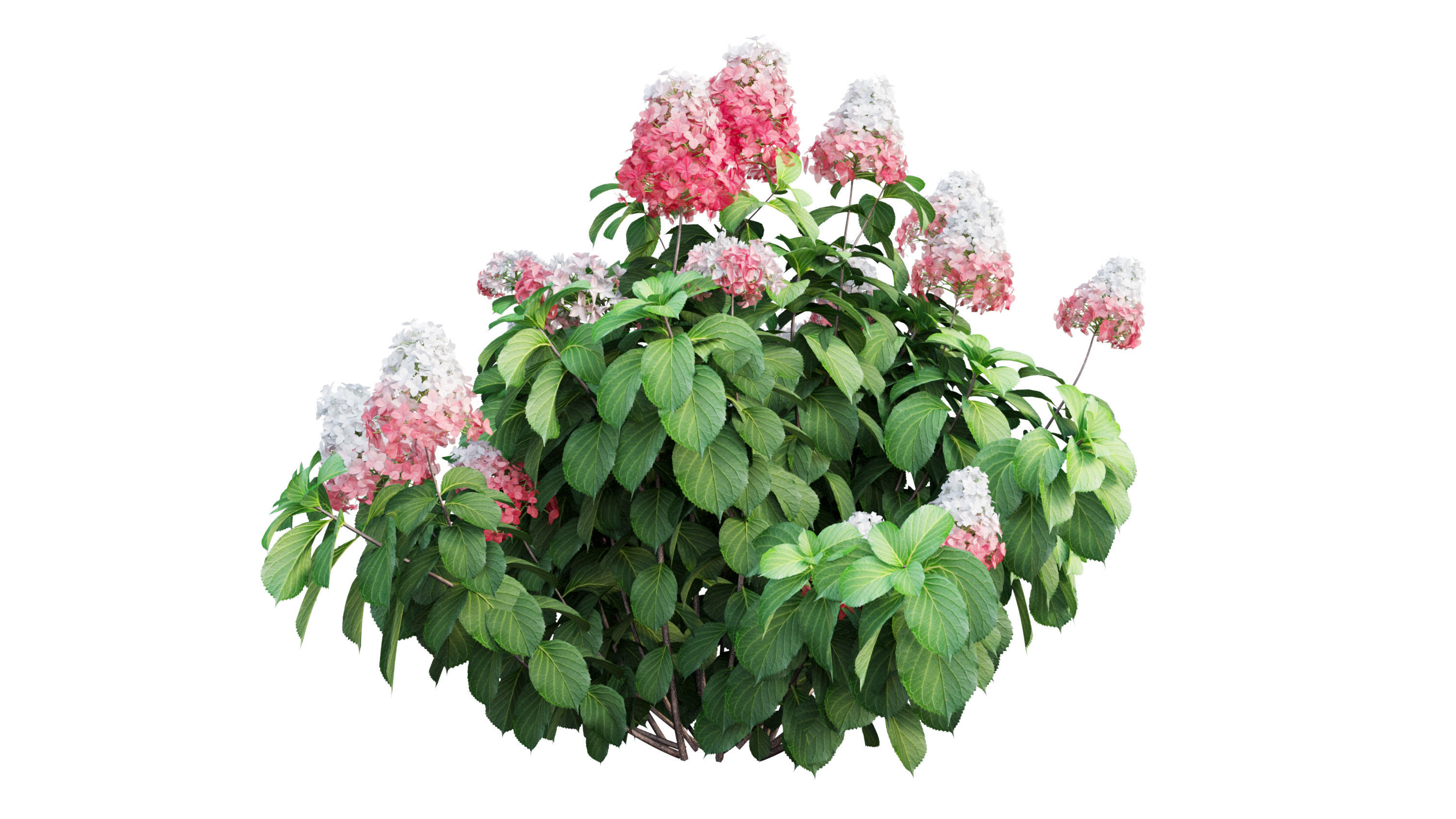Plants Hydrangea set 11  3D model_26