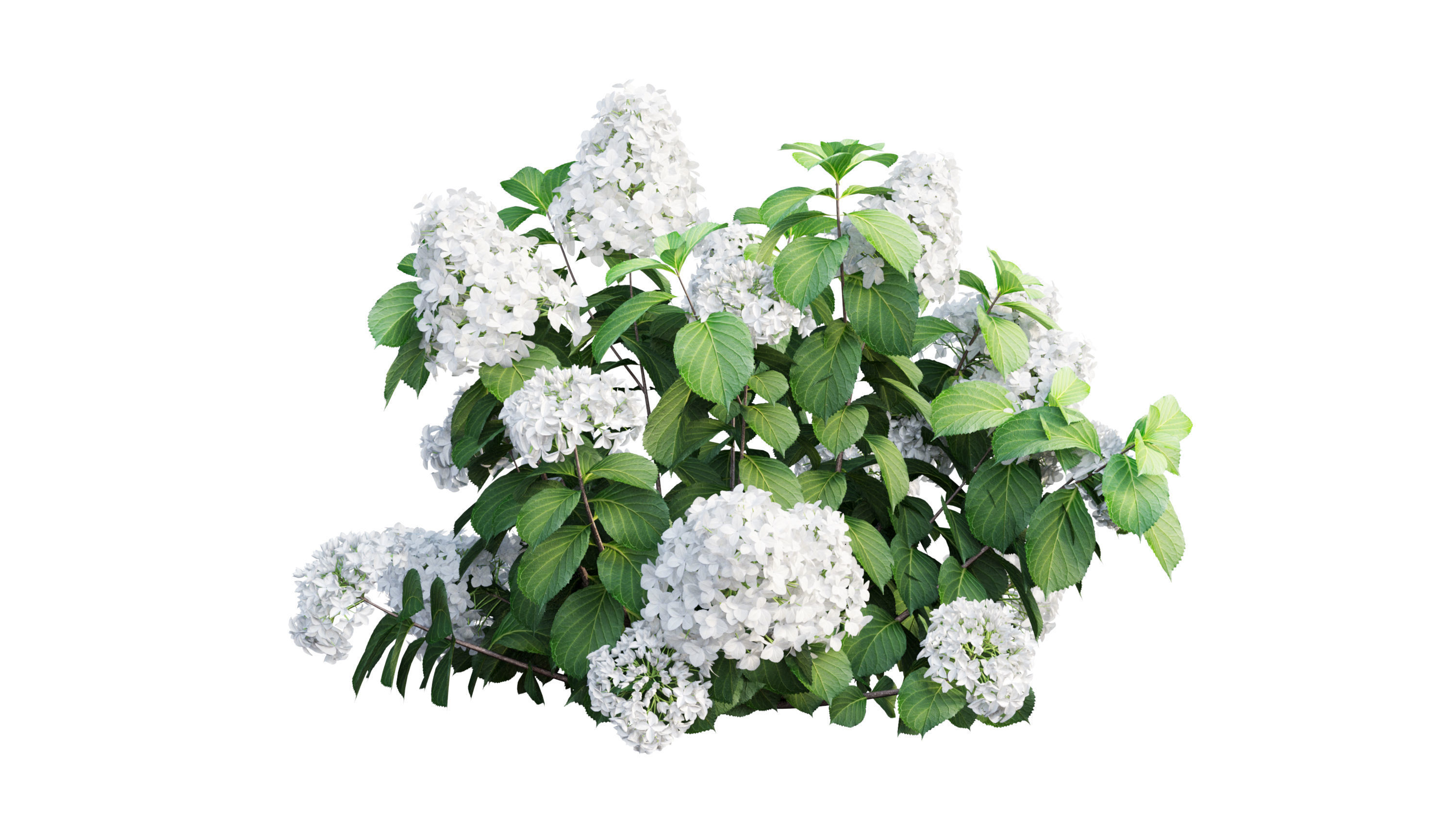 Plants Hydrangea set 11  3D model_22