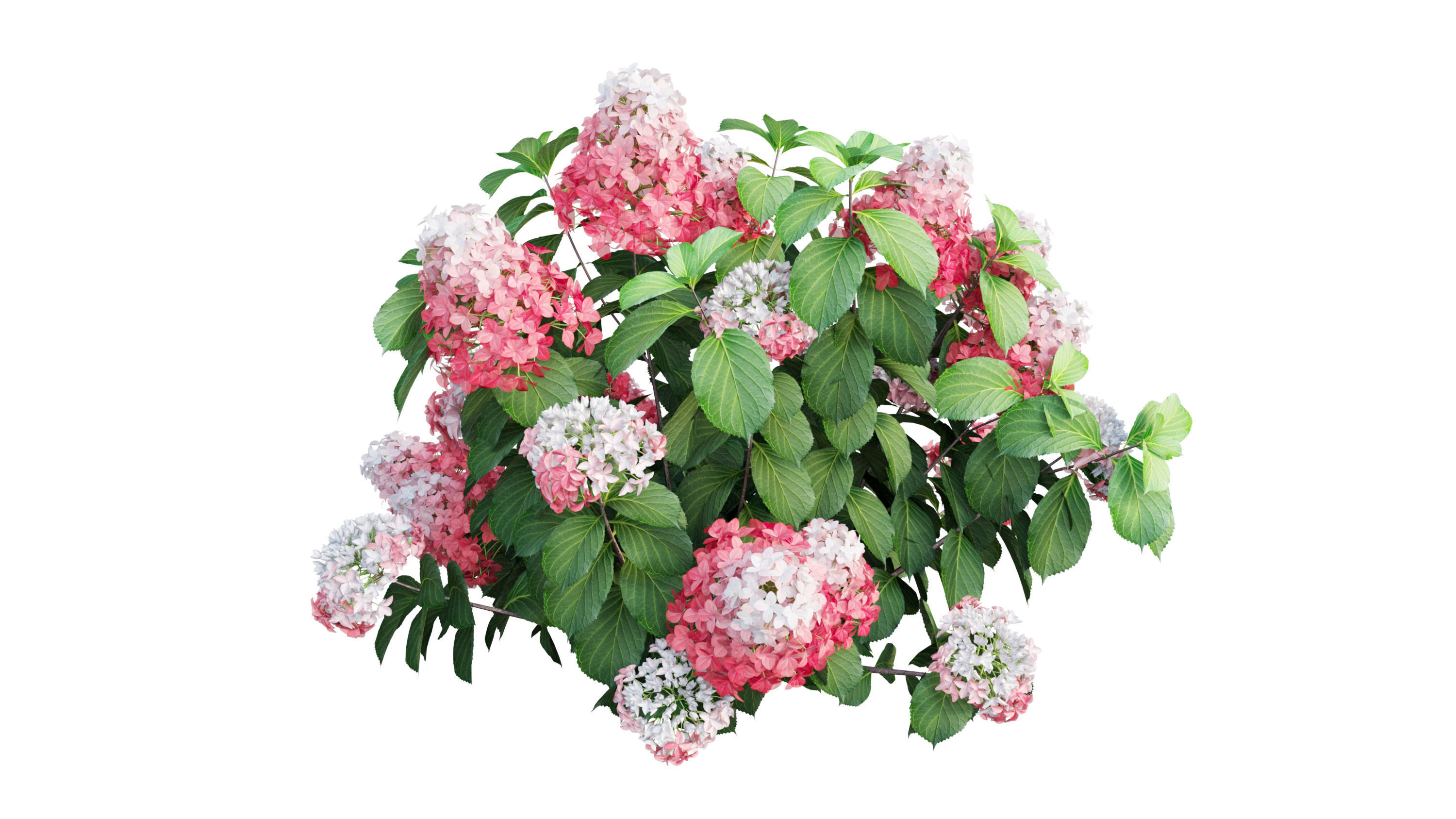 Plants Hydrangea set 11  3D model_29