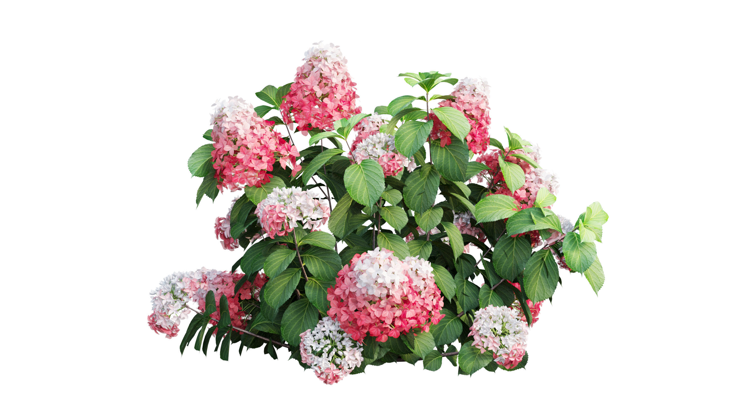 Plants Hydrangea set 11  3D model_35