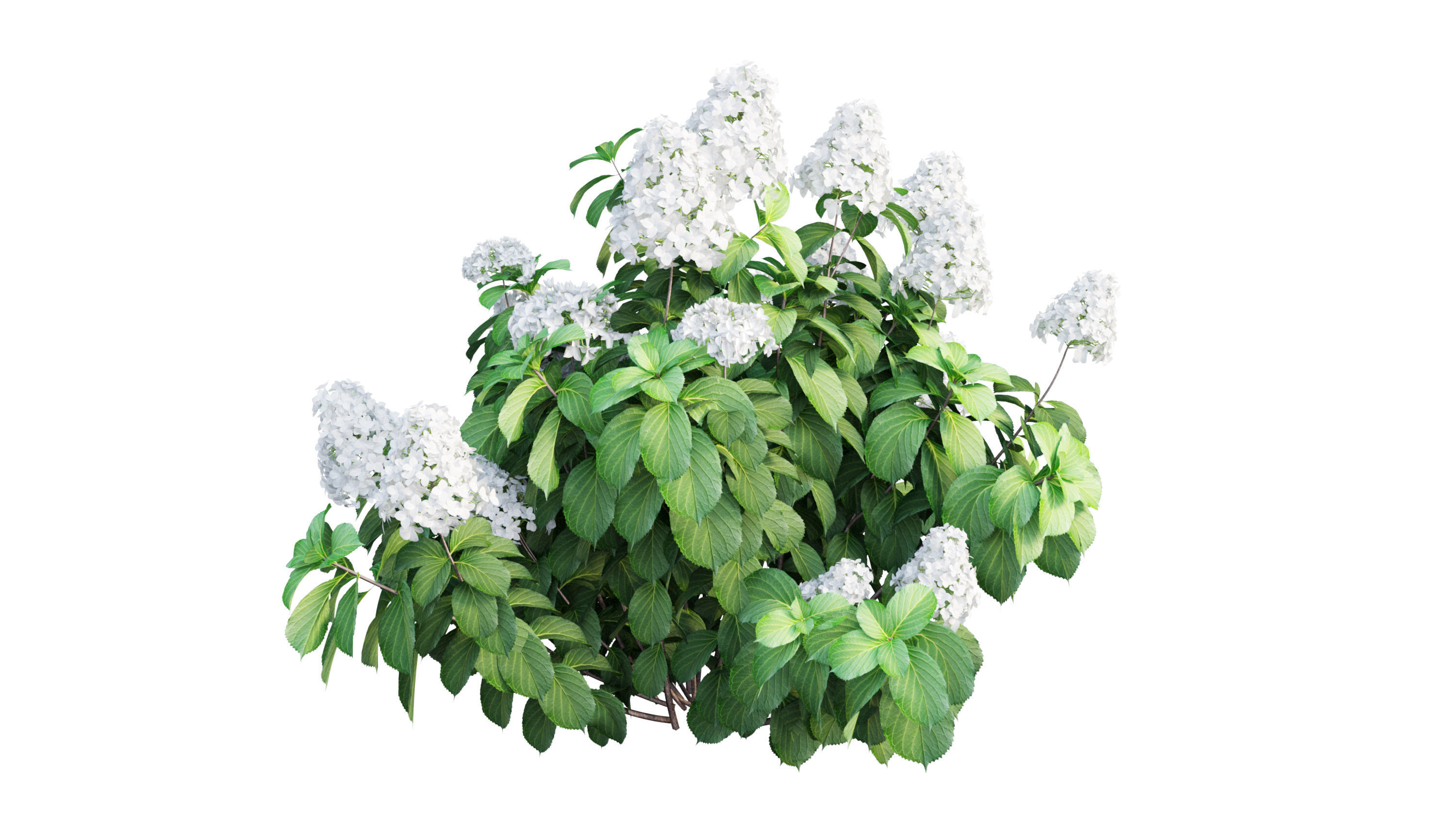 Plants Hydrangea set 11  3D model_5