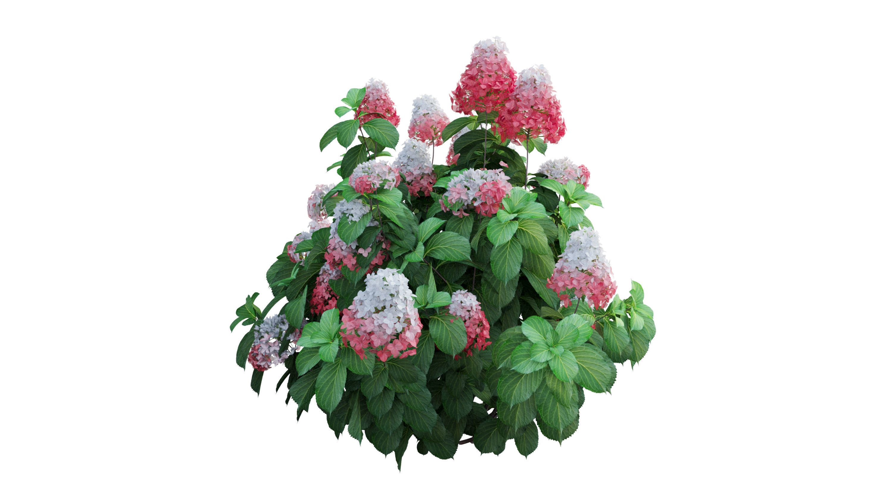 Plants Hydrangea set 11  3D model_23
